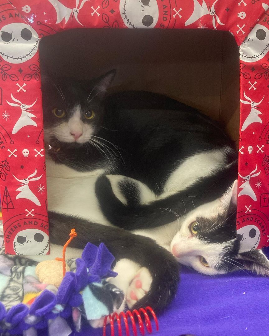 Bruce Wayne, a Adoptable mixed breed in Long Beach, CA image 1/4