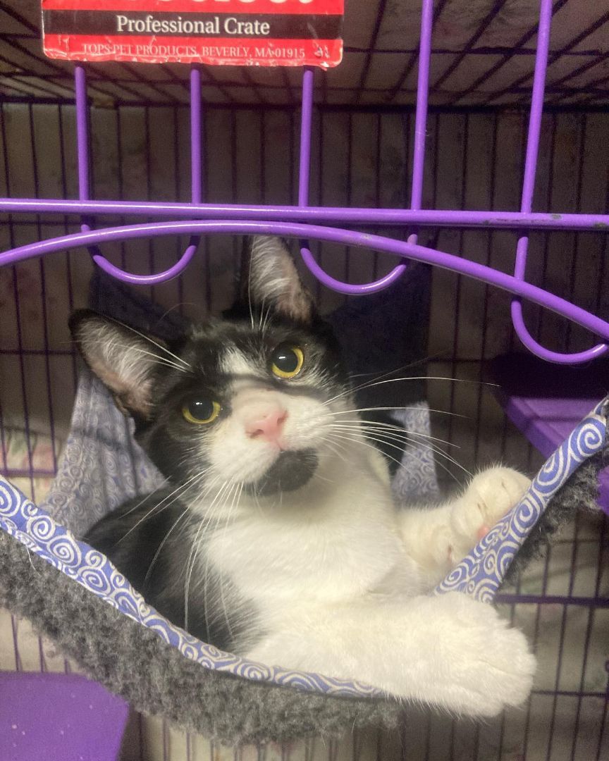 Bruce Wayne, a Adoptable mixed breed in Long Beach, CA image 2/4