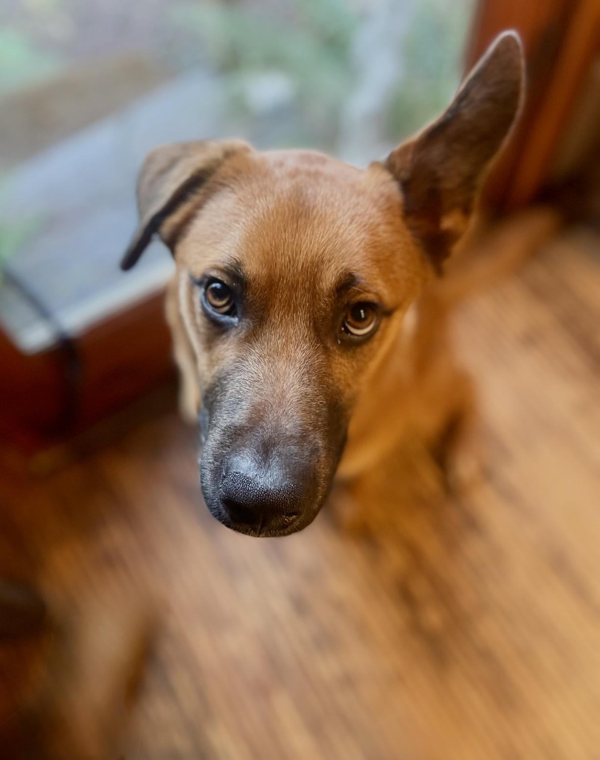BOWIE