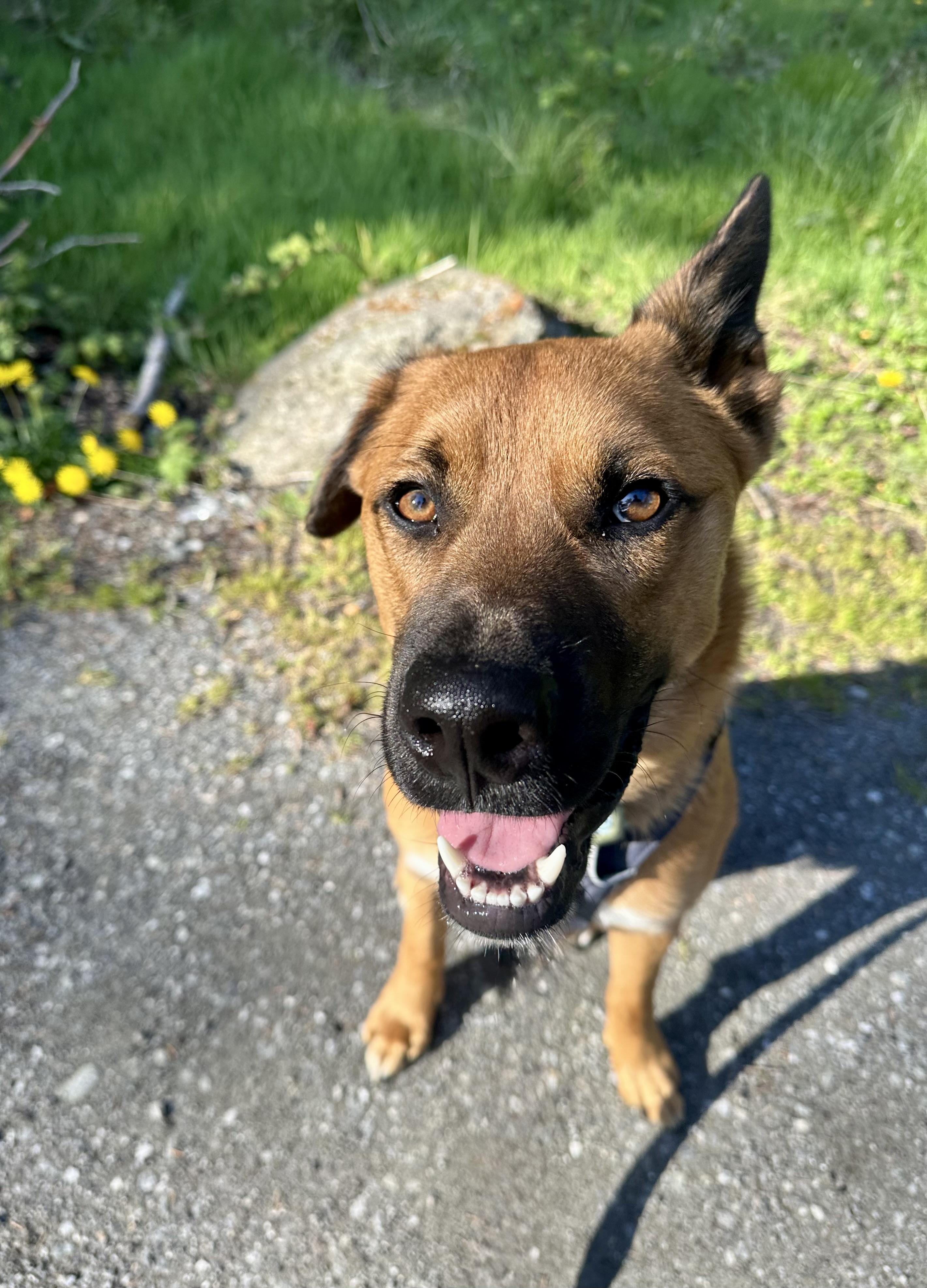 BOWIE