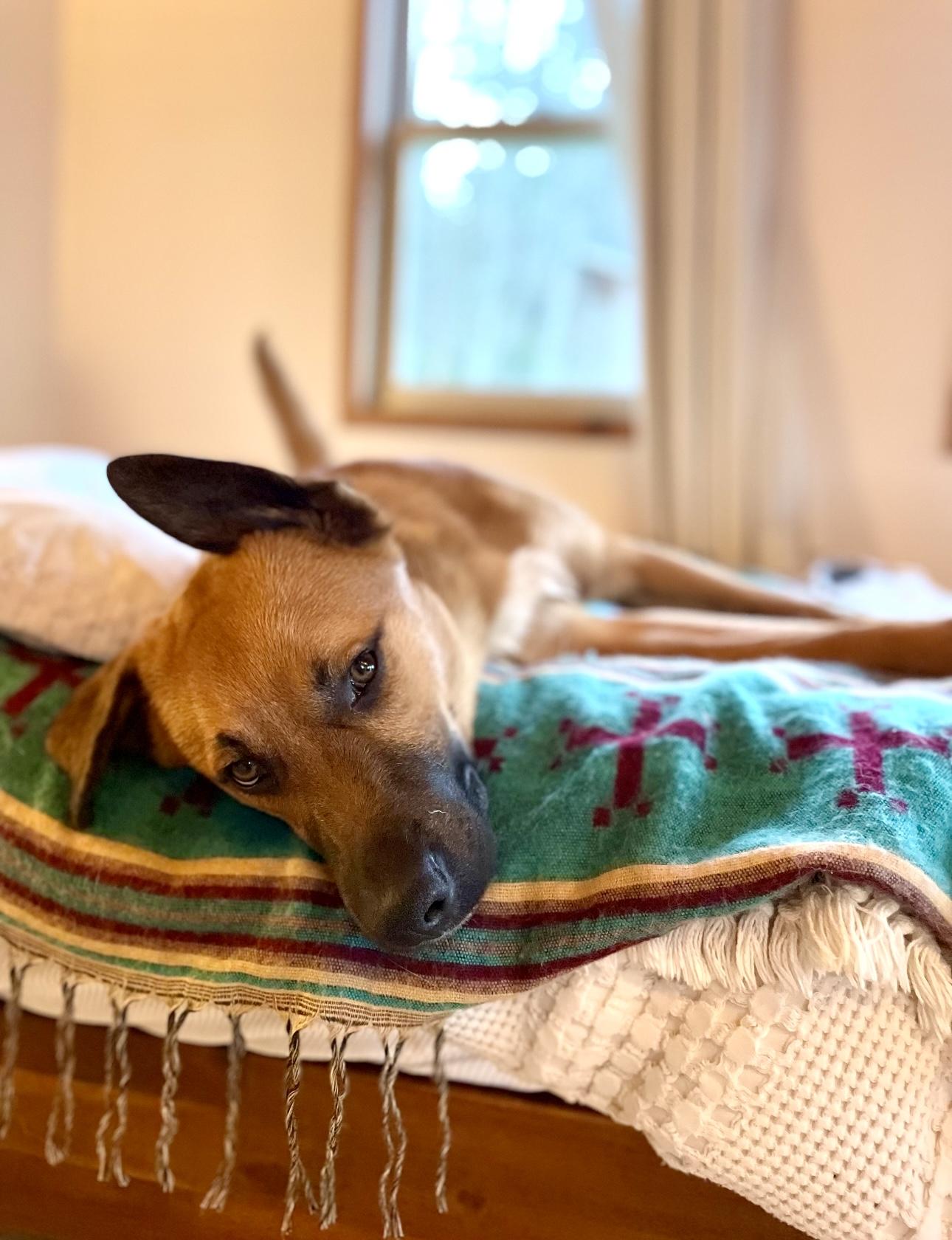 BOWIE
