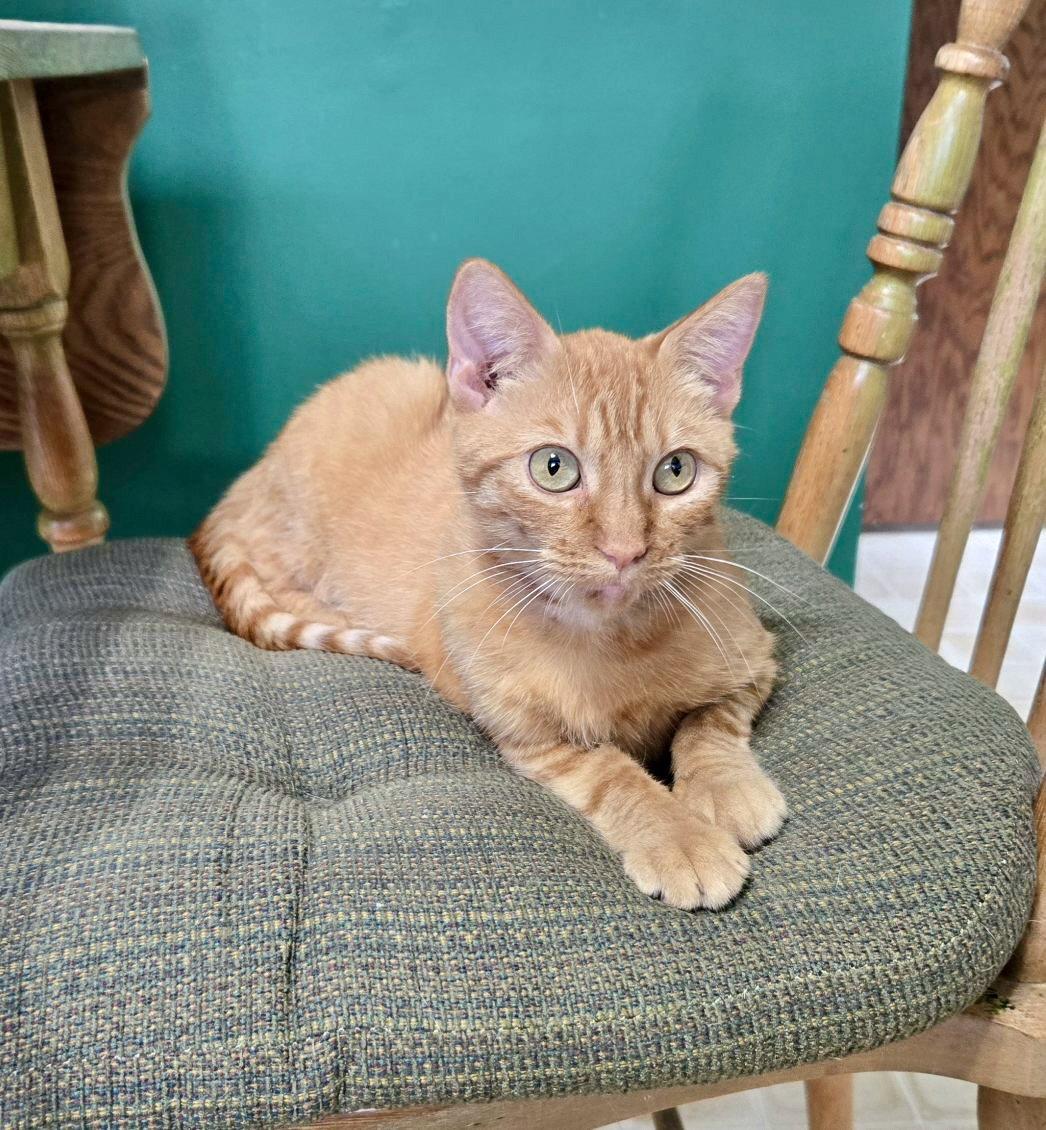 Enlarge Mariska, a Adoptable Domestic Short Hair in Forest Lake, MN image 1/3