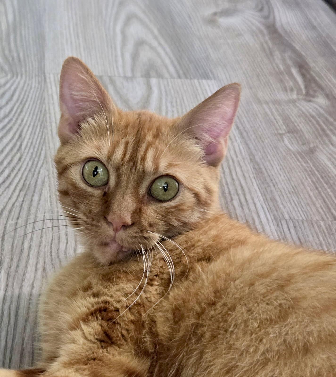 Enlarge Mariska, a Adoptable Domestic Short Hair in Forest Lake, MN image 2/3