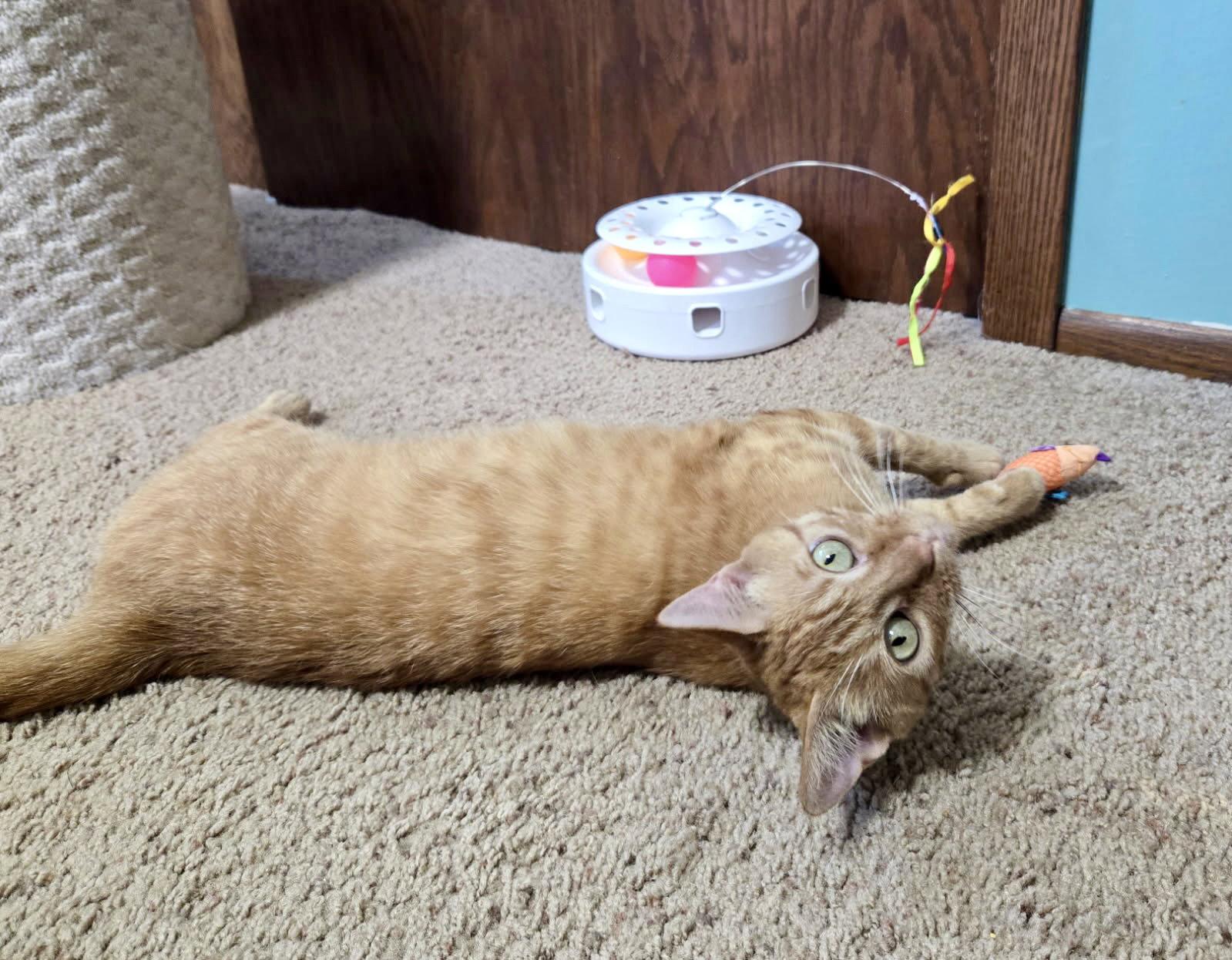 Enlarge Mariska, a Adoptable Domestic Short Hair in Forest Lake, MN image 3/3