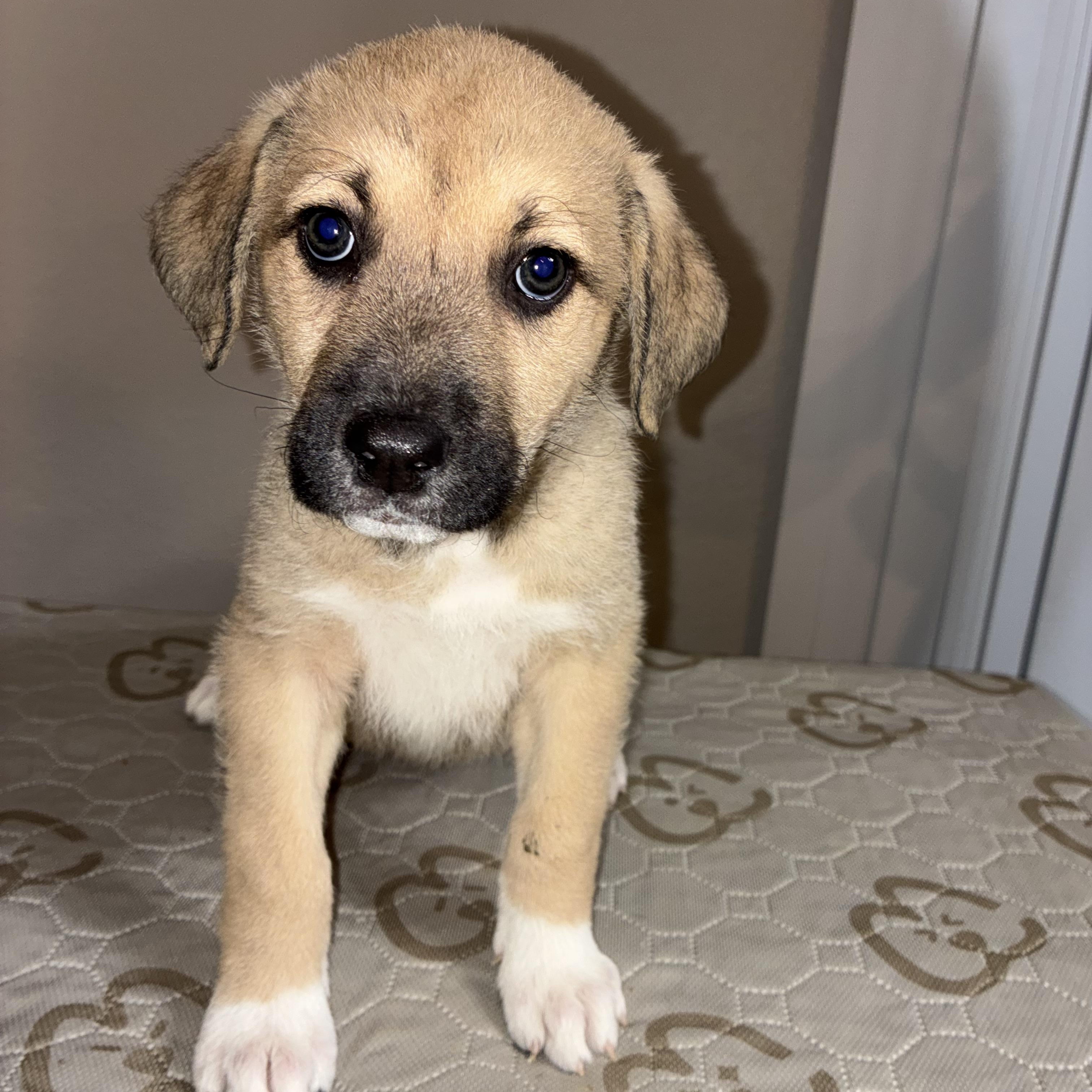 Coconut — thumbnail 4