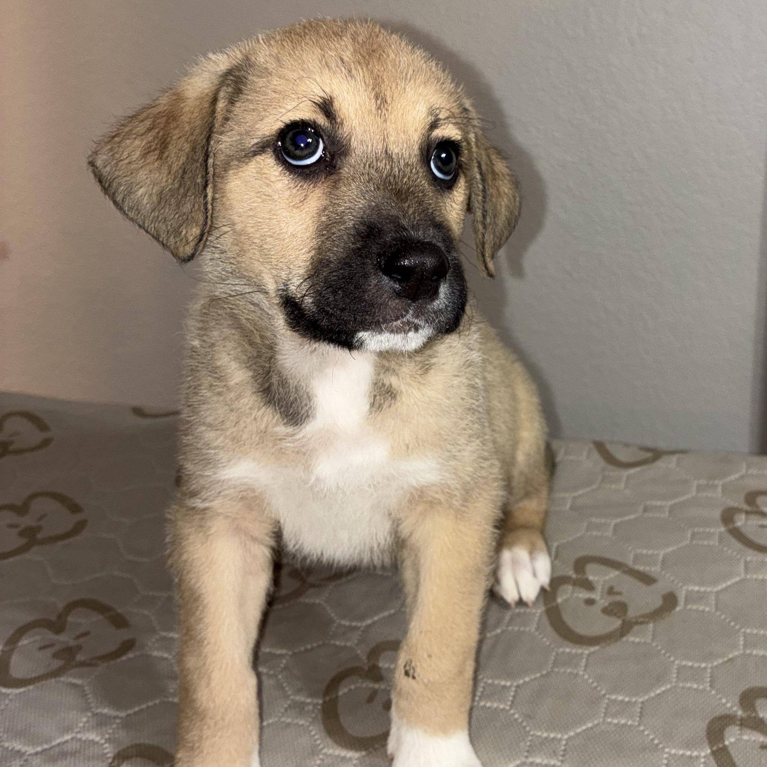 Coconut — thumbnail 5