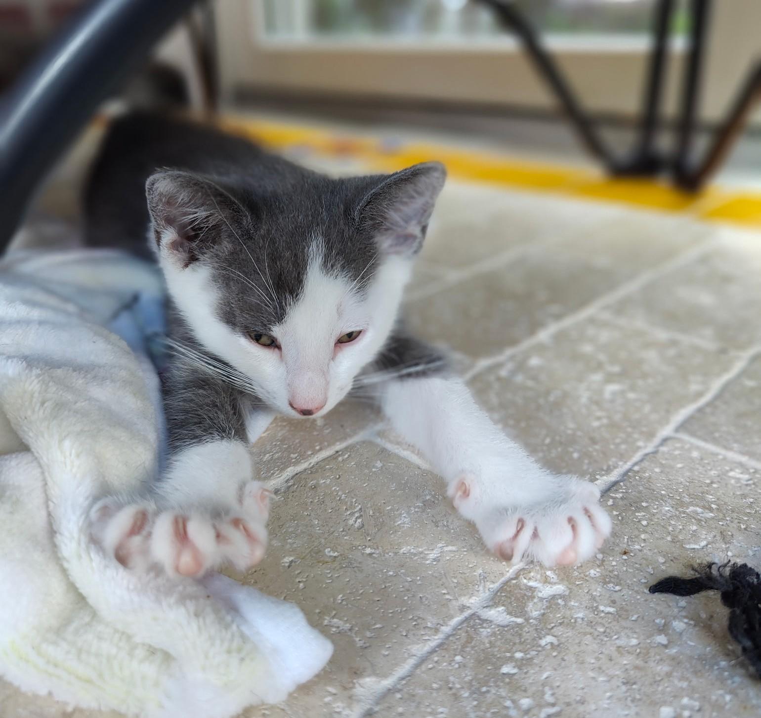 Hugo & Cosette