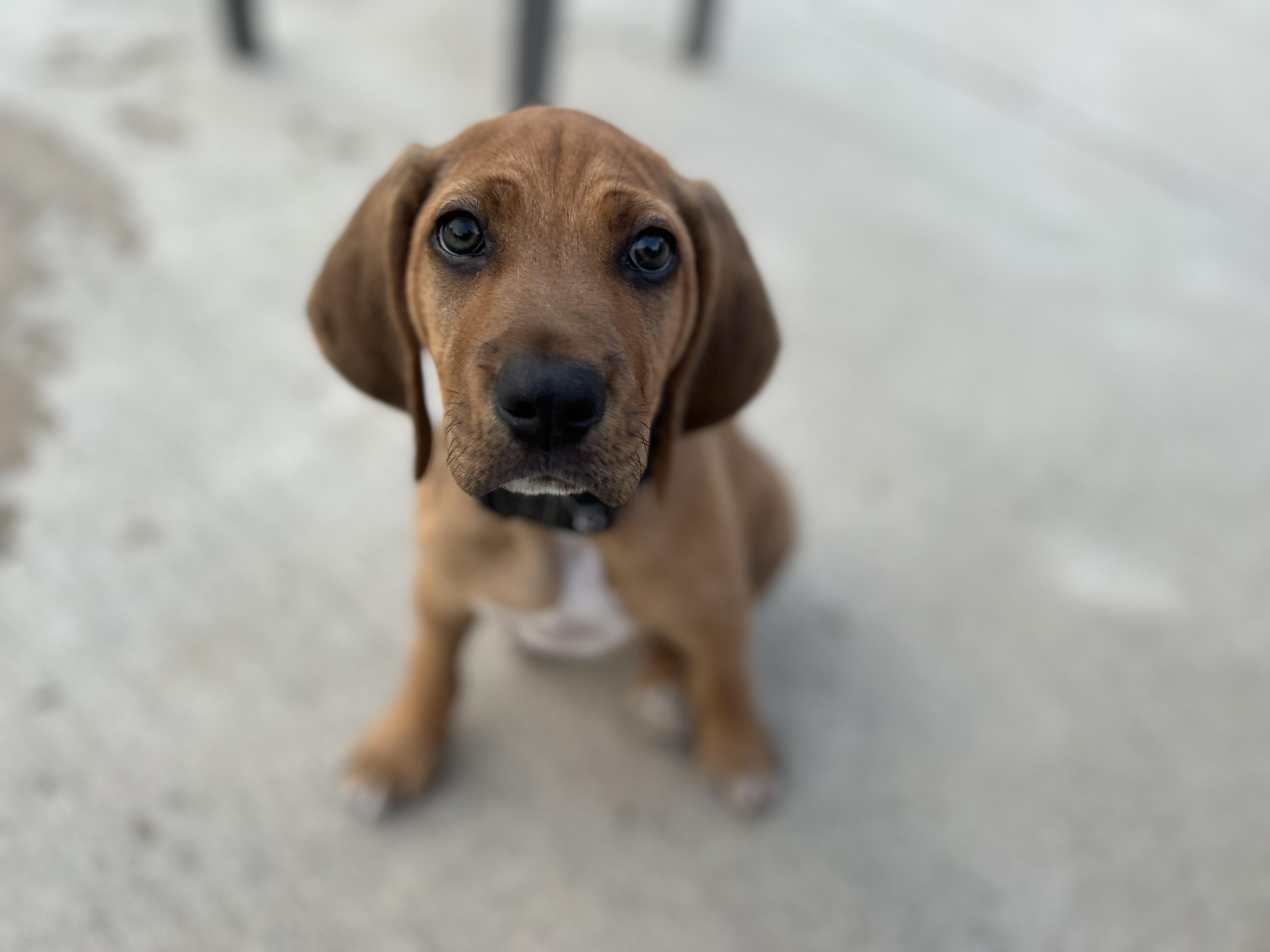 Hickory