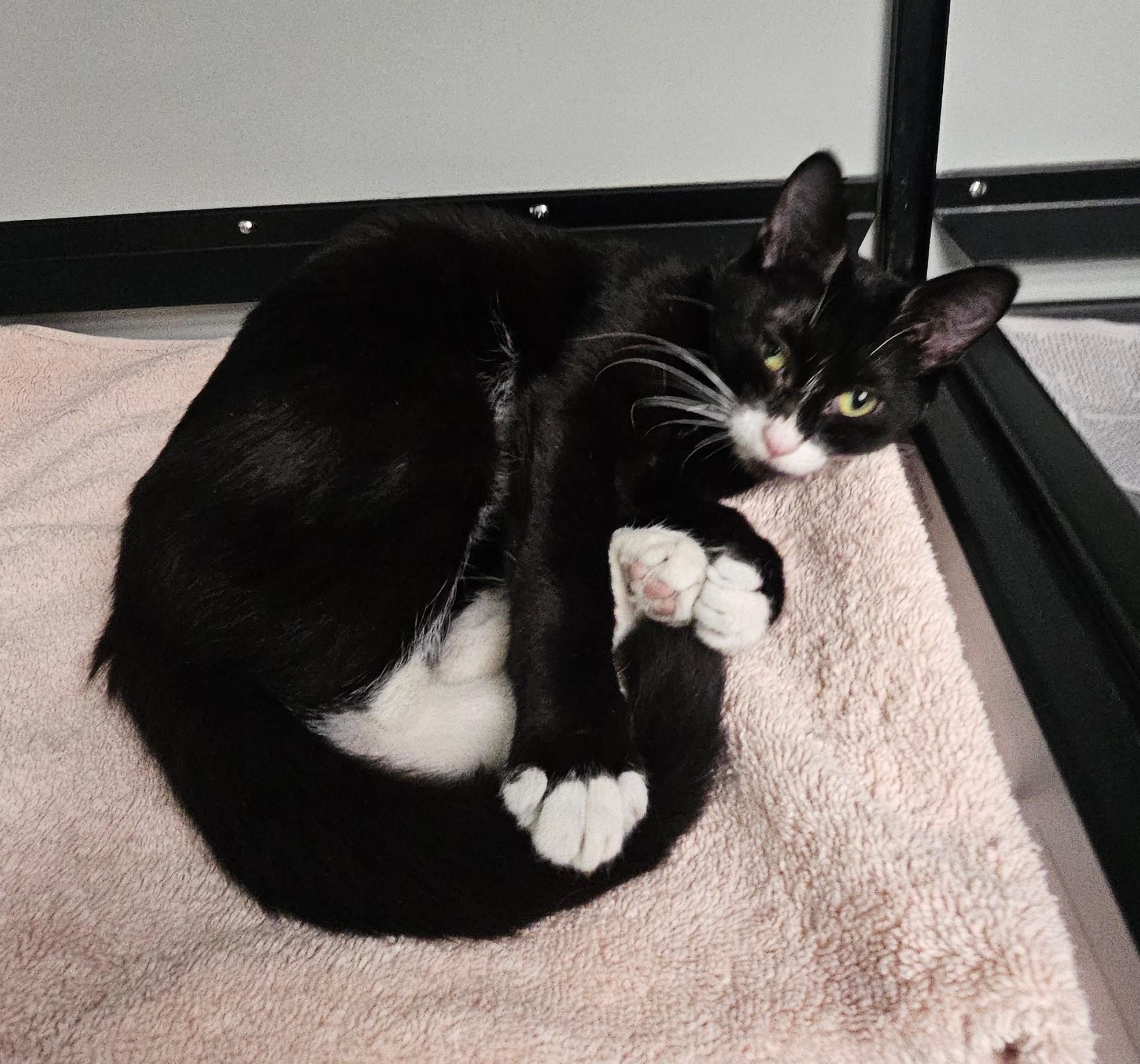 Penny, adopted, Young Female Domestic Short Hair.