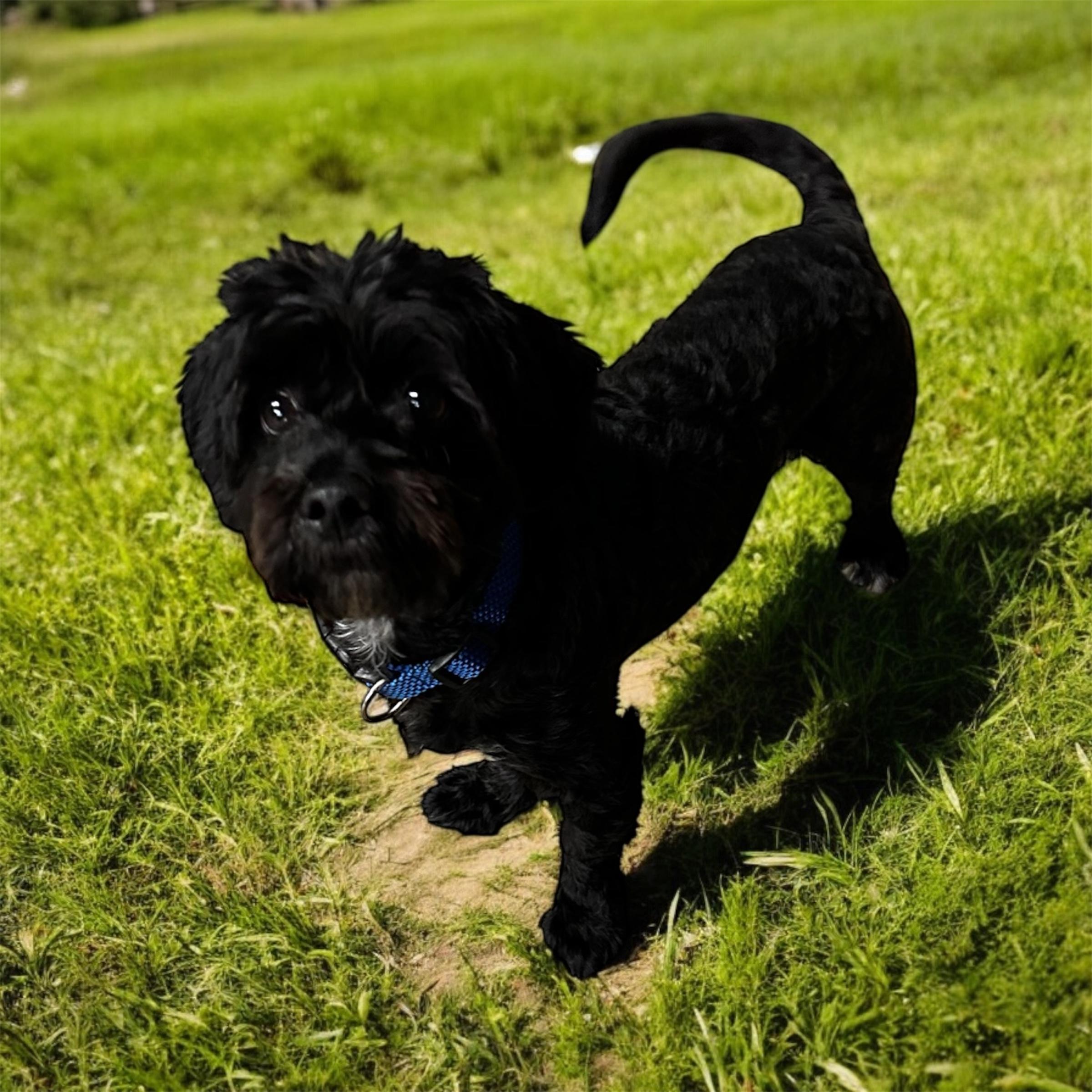 Milo, Adult Male unknown