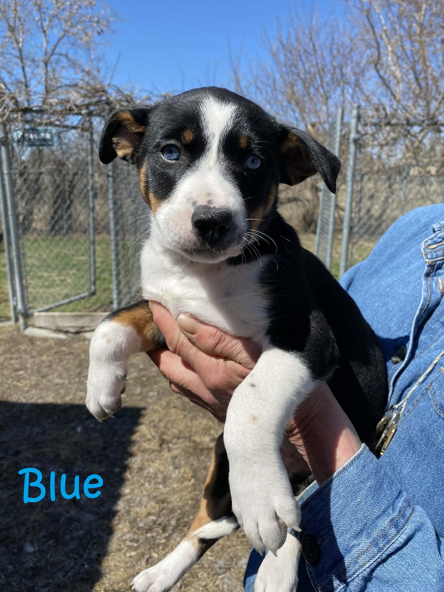 Blue, adopted, Puppy Female Mixed Breed.