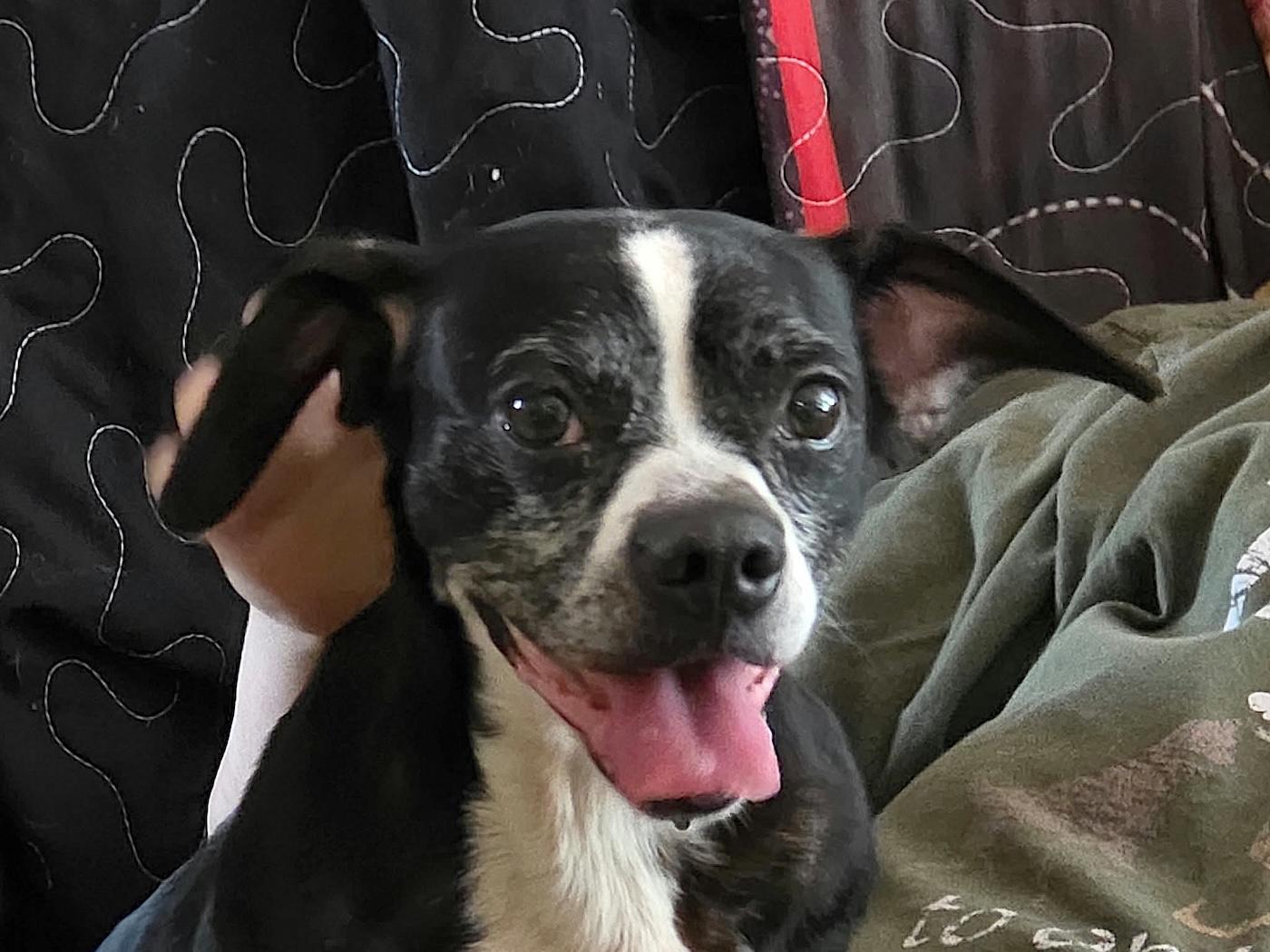 Dalia, Adoptable, Adult Female Boxer & Beagle.