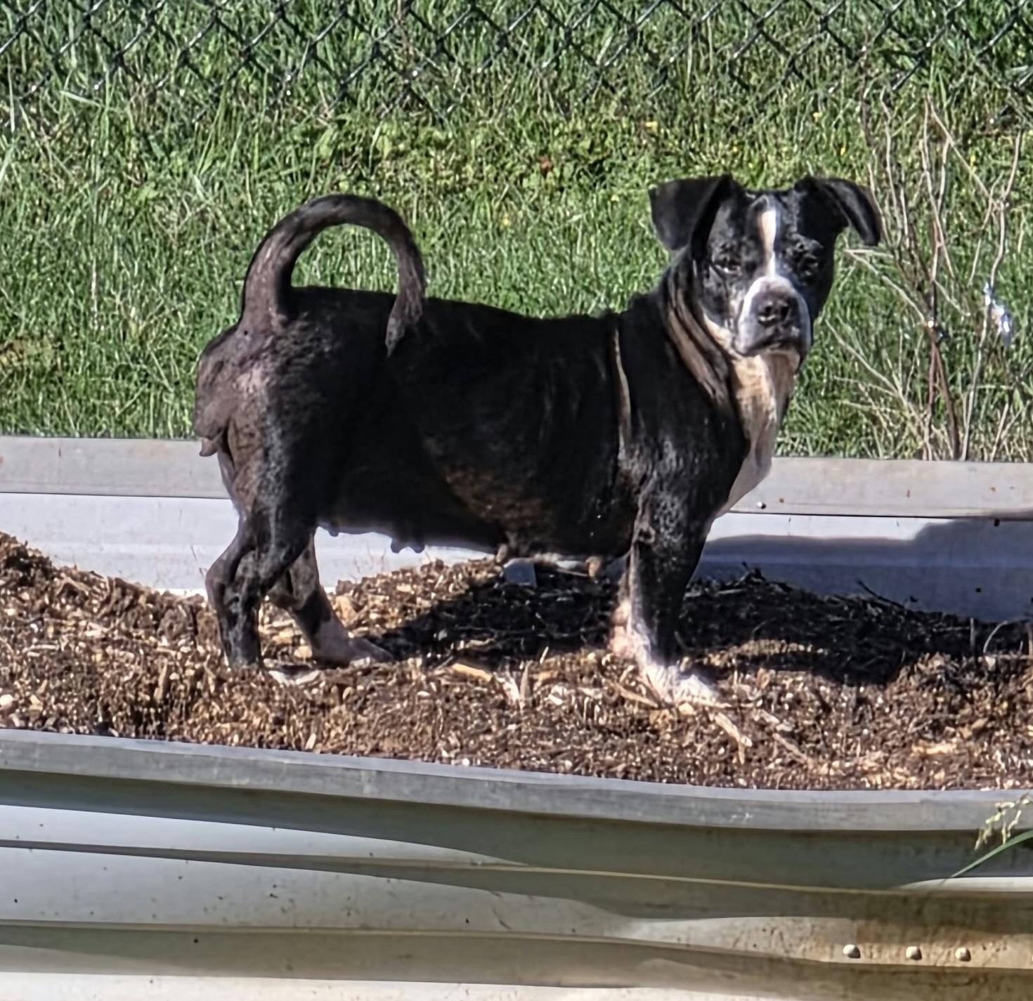 Enlarge Dalia, a Adoptable mixed breed in Bedford, VA image 2/3