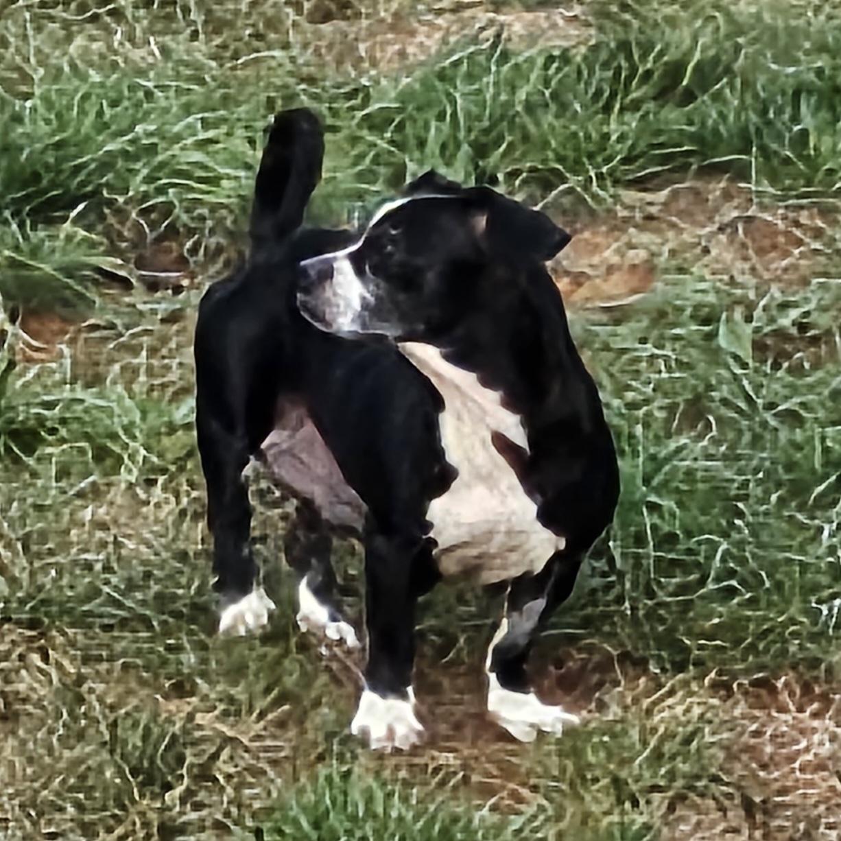 Enlarge Dalia, a Adoptable mixed breed in Bedford, VA image 3/3