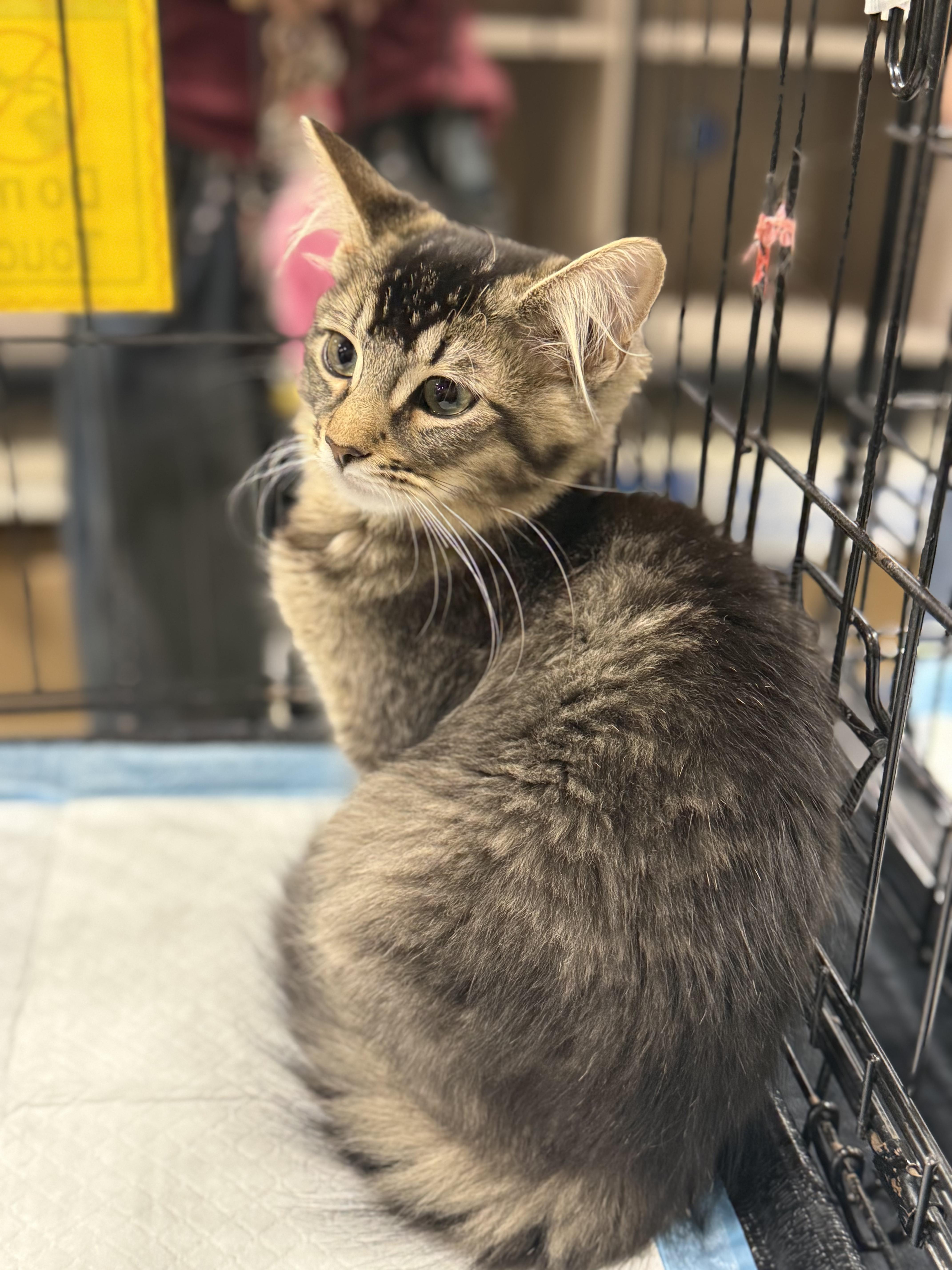 Blossom, Adoptable, Young Female Domestic Medium Hair.