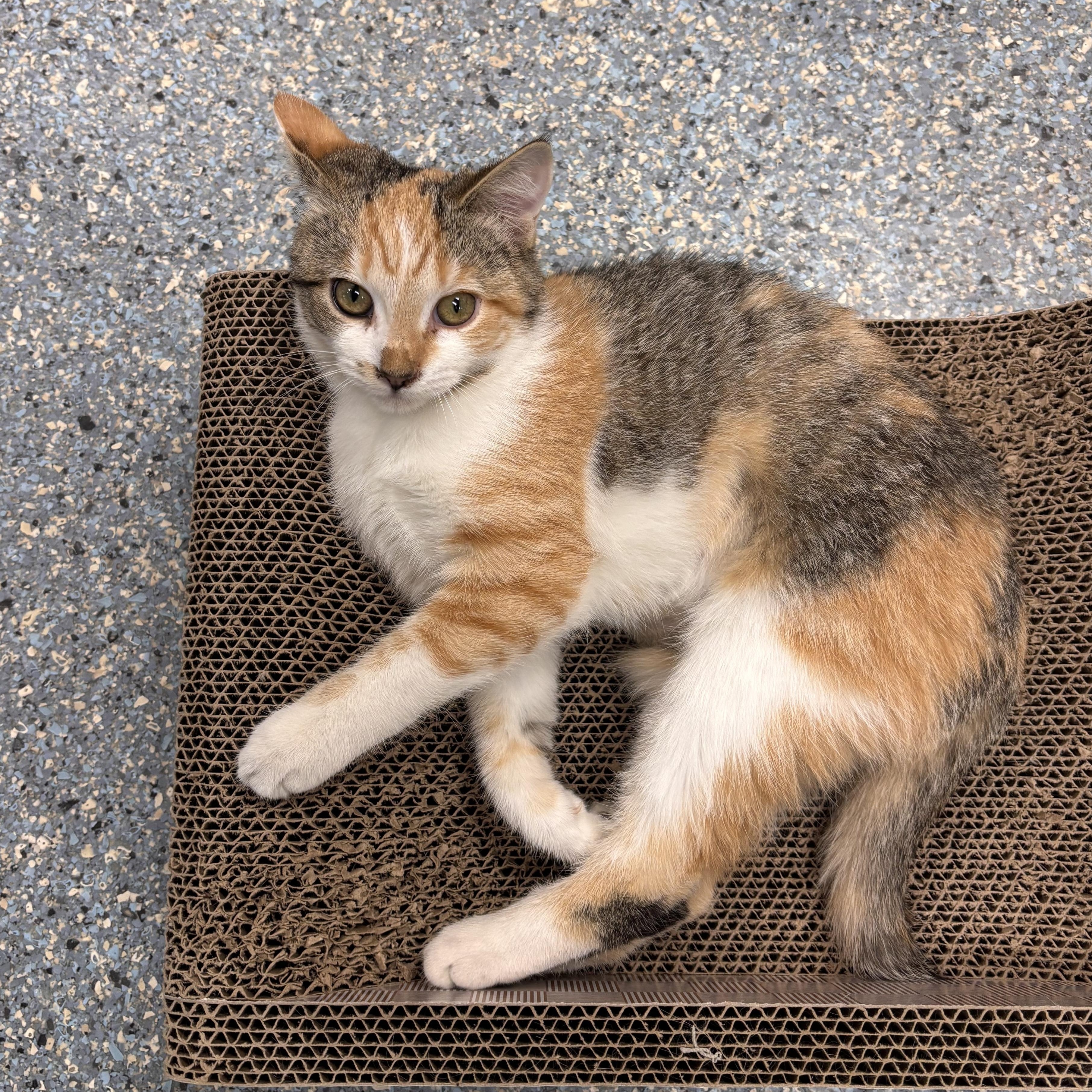 Enlarge Hera (bonded w/Darla), an adoptable American Shorthair in Charleston, SC image 1/1