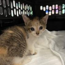 Hera (bonded w/Darla)