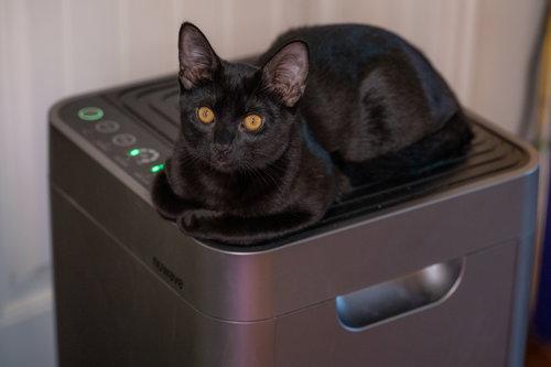 Castor, Adoptable, Young Male Domestic Short Hair.