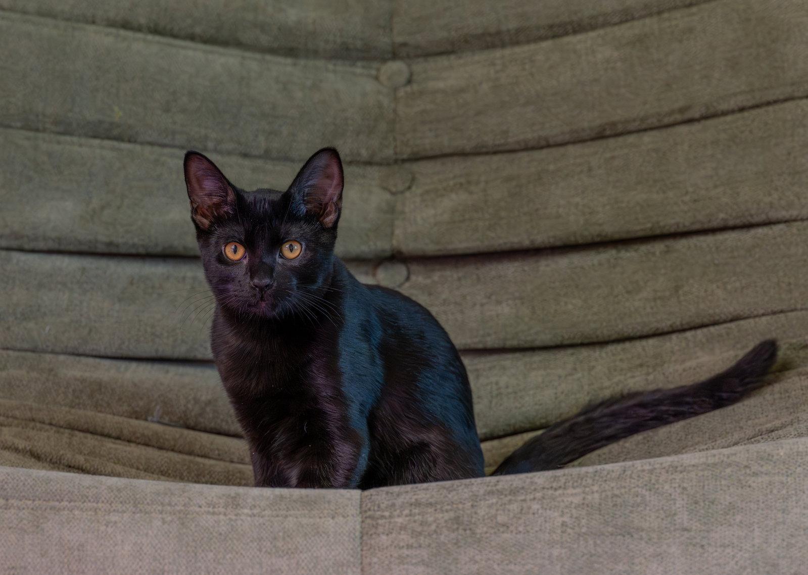 Enlarge Castor, a Adoptable Domestic Short Hair in McKinney, TX image 2/3