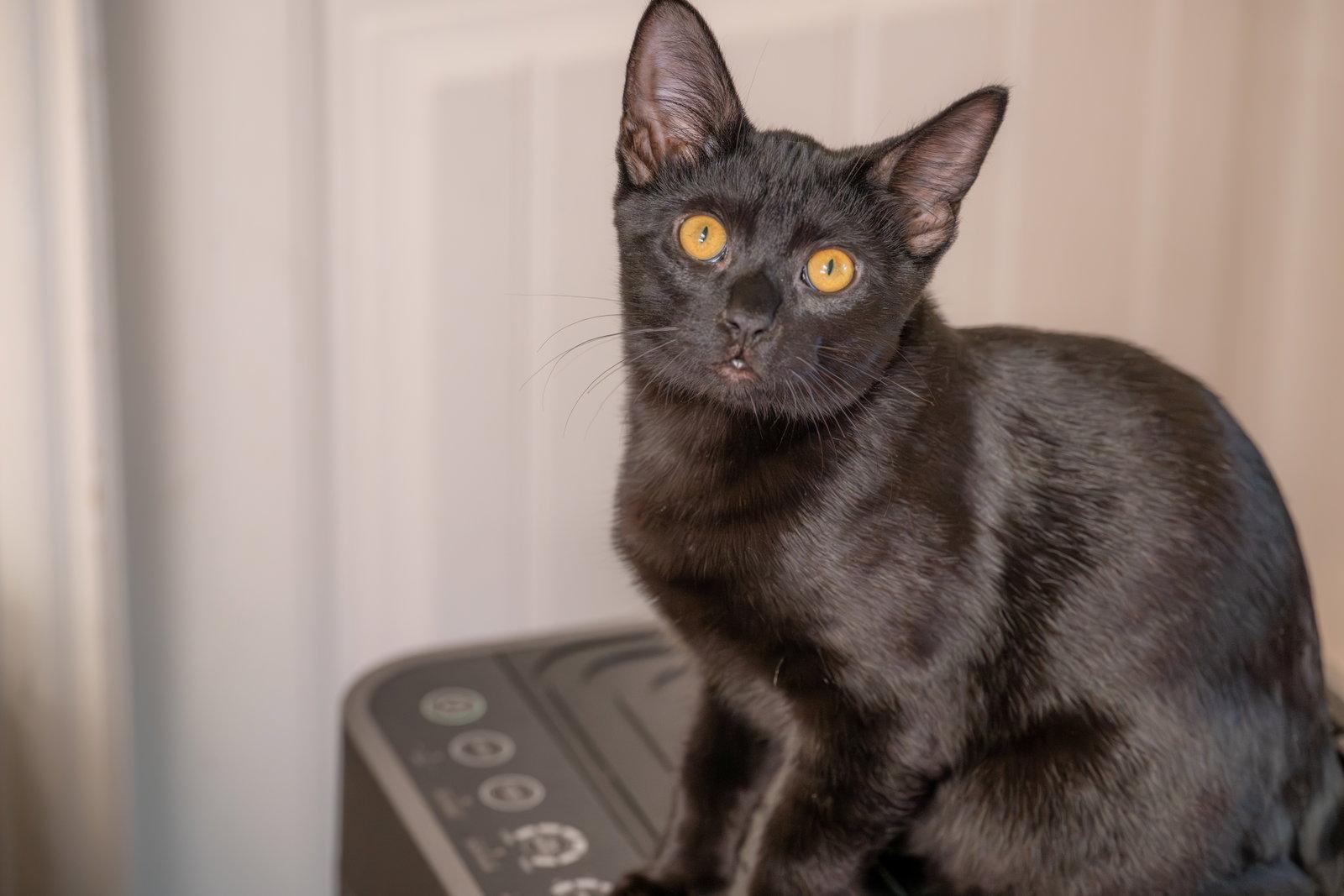 Enlarge Castor, a Adoptable Domestic Short Hair in McKinney, TX image 3/3