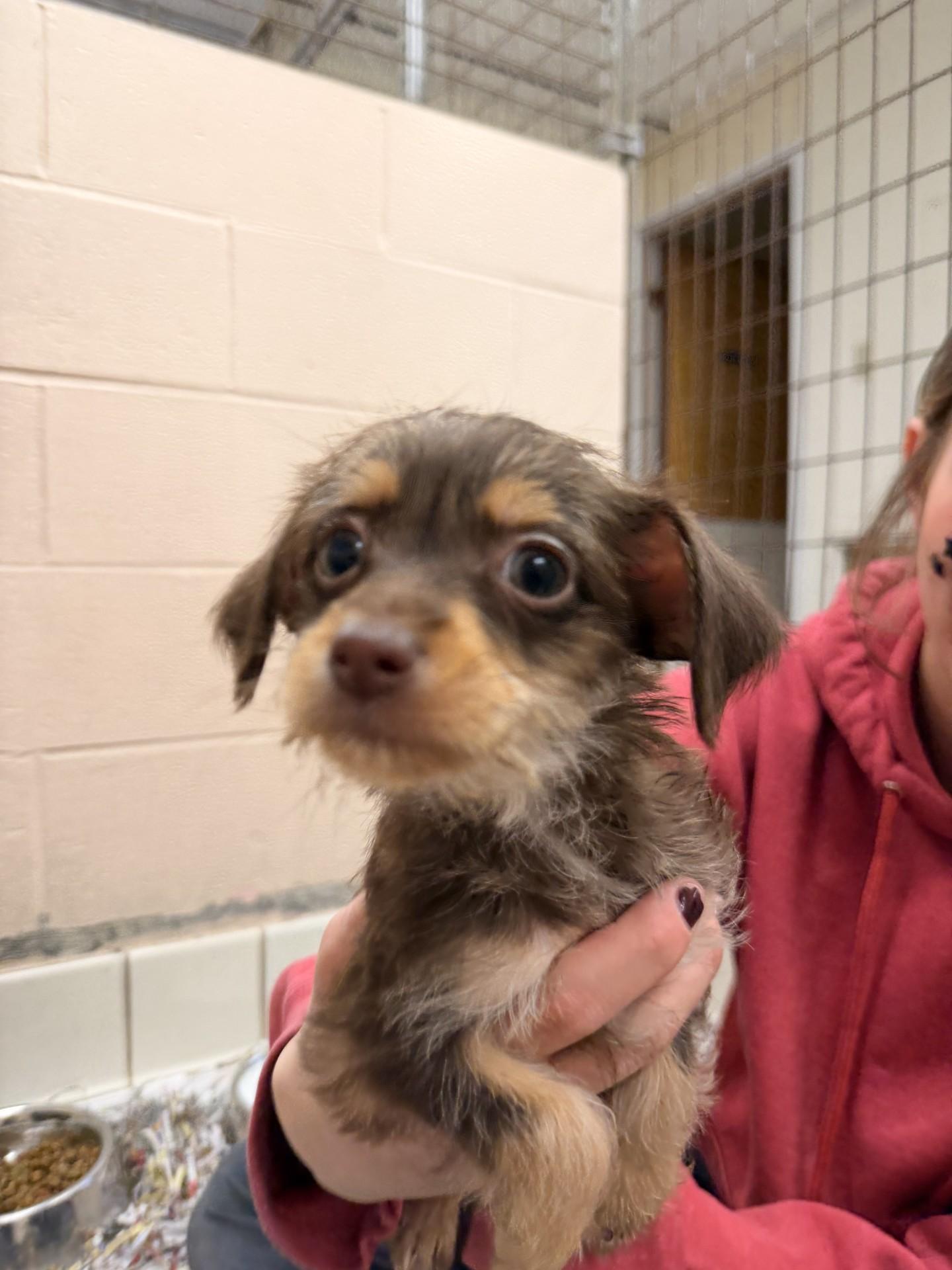 Bernie, adopted, Puppy Male Miniature Pinscher & Yorkshire Terrier.