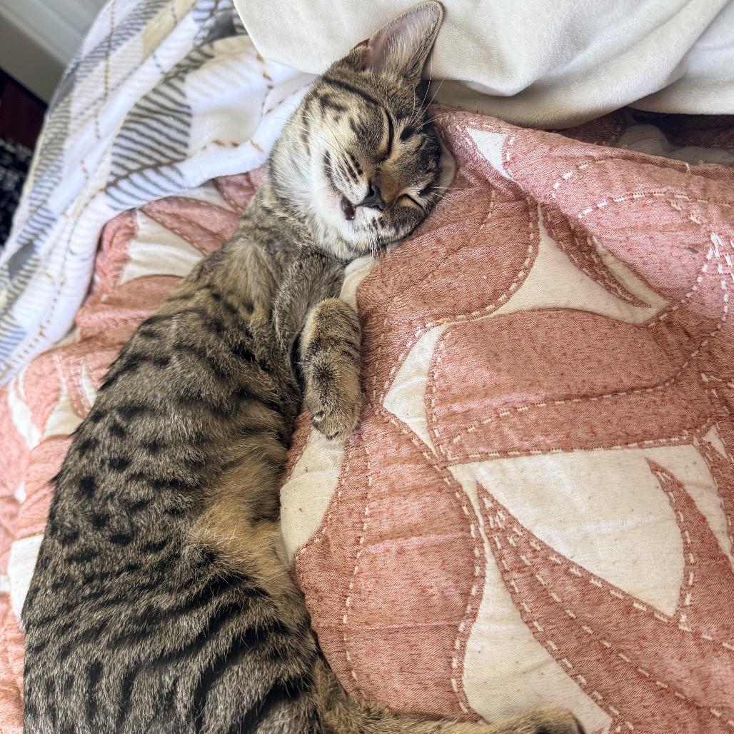 Reba, Adoptable, Young Female Domestic Short Hair.
