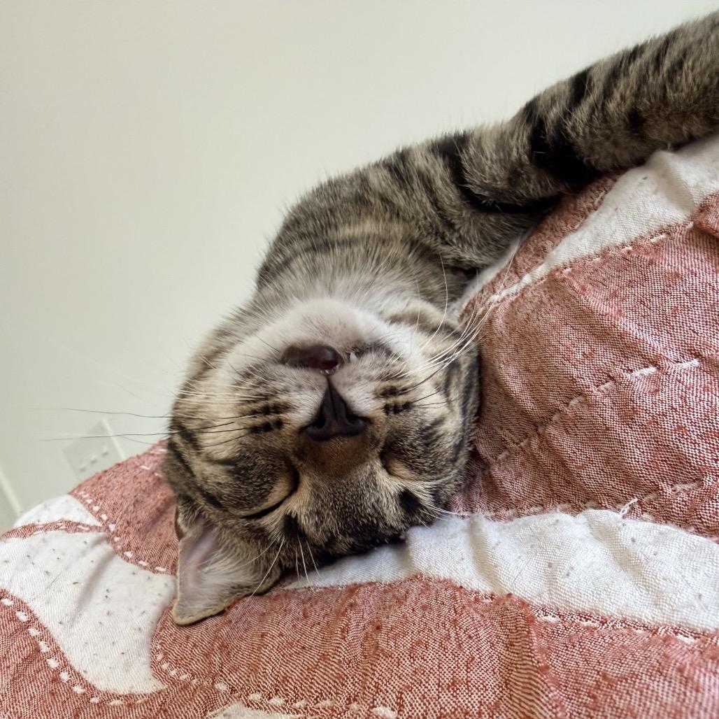 Enlarge Reba, a Adoptable Domestic Short Hair in Harrisonburg, VA image 2/6