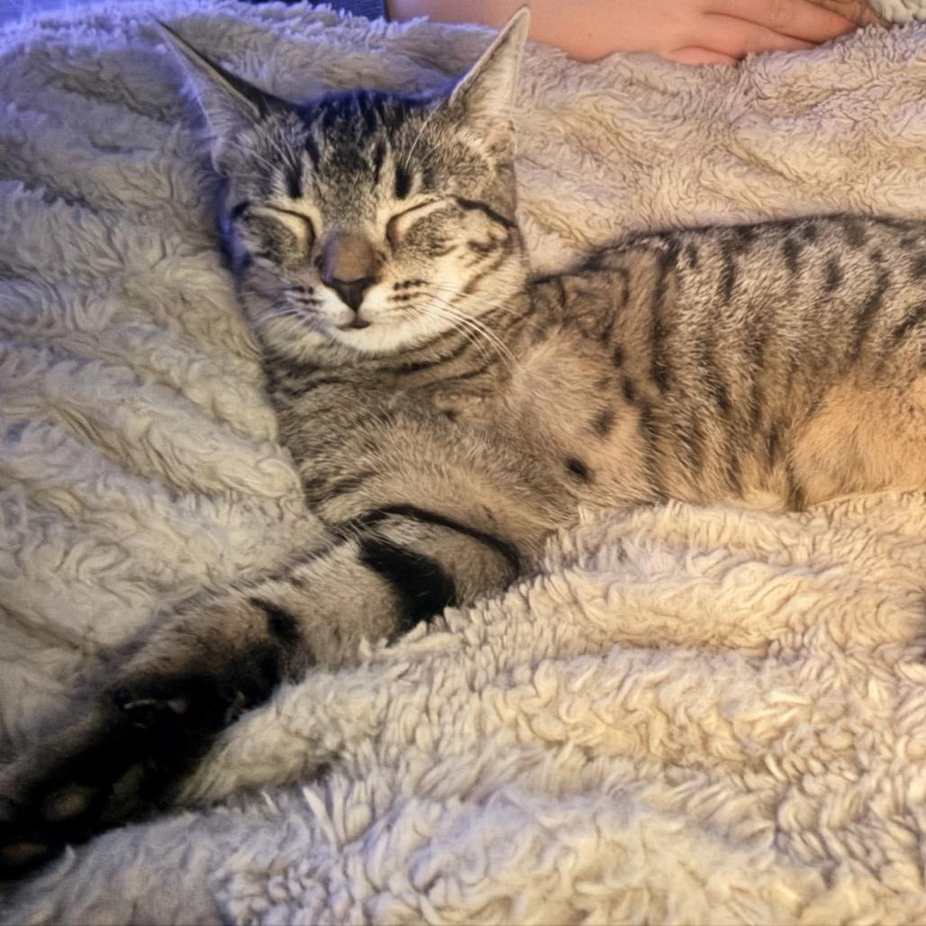 Enlarge Reba, a Adoptable Domestic Short Hair in Harrisonburg, VA image 4/6