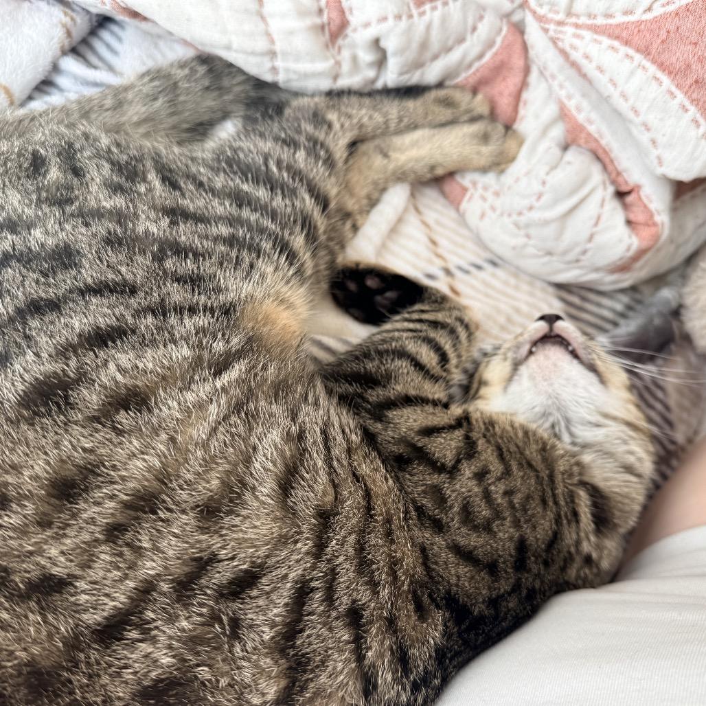 Enlarge Reba, a Adoptable Domestic Short Hair in Harrisonburg, VA image 5/6