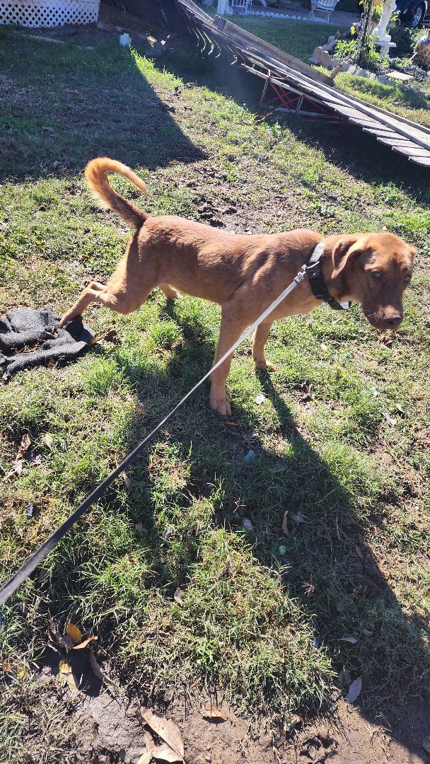 ROCKY, Adoptable, Young Male Doberman Pinscher.