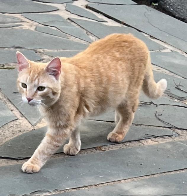Stanley, Adoptable, Young Male Domestic Short Hair.