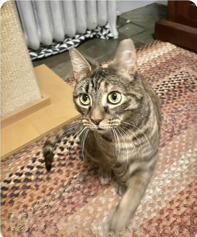 Enlarge Bambi, an adopted Domestic Short Hair in Springfield, PA image 4/4