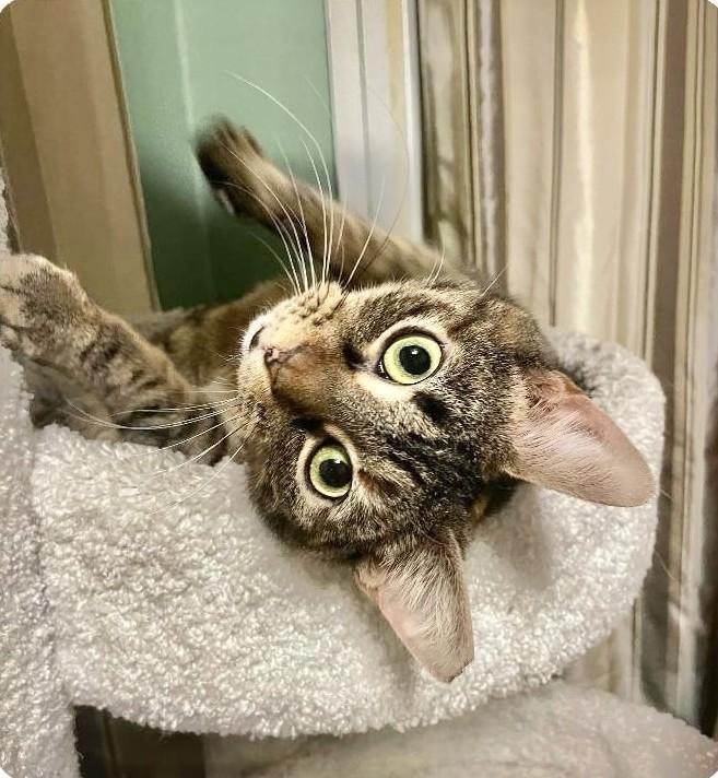 Bambi, adopted, Young Female Domestic Short Hair.