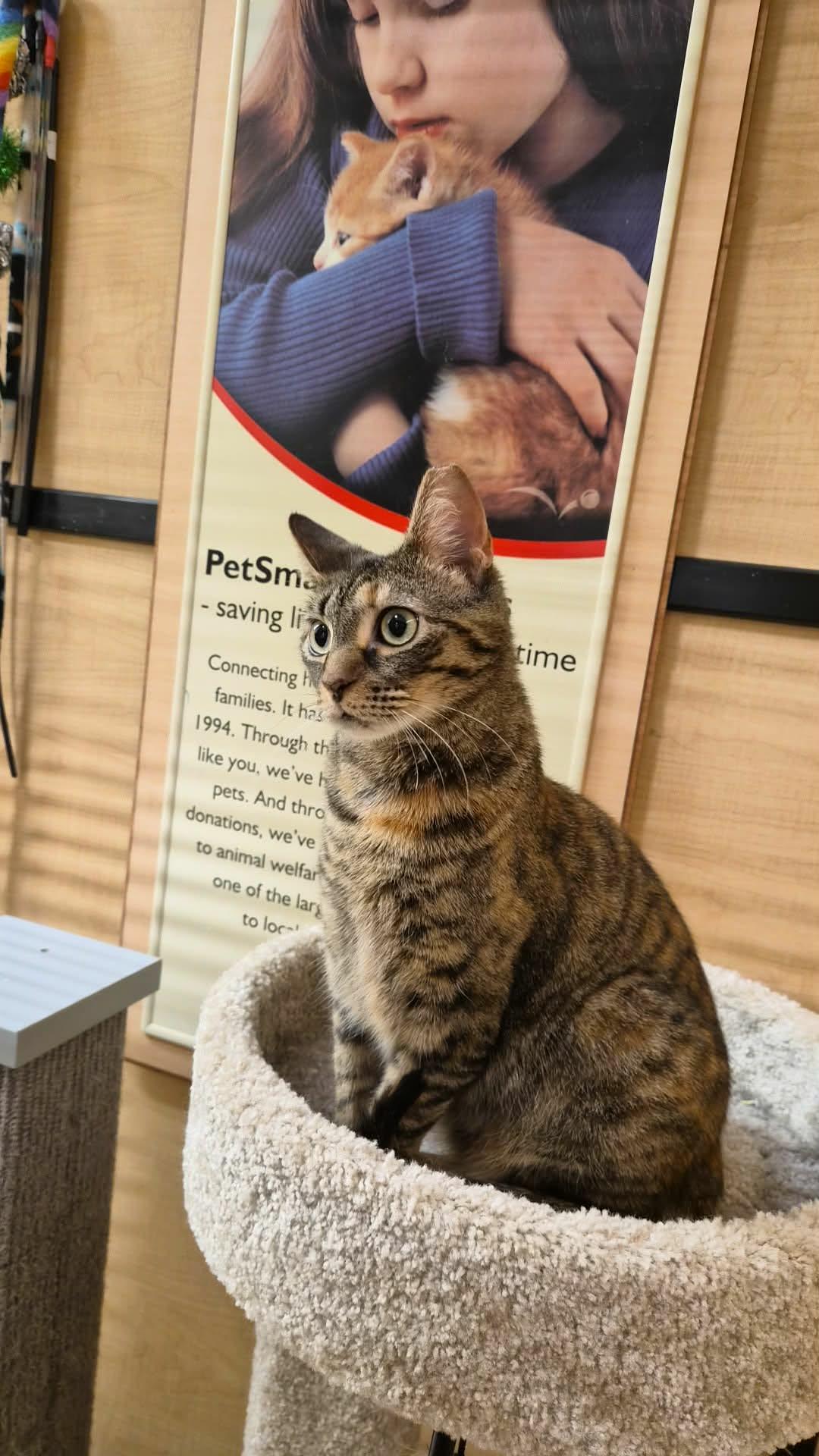 Enlarge Bambi, an adopted Domestic Short Hair in Springfield, PA image 3/4