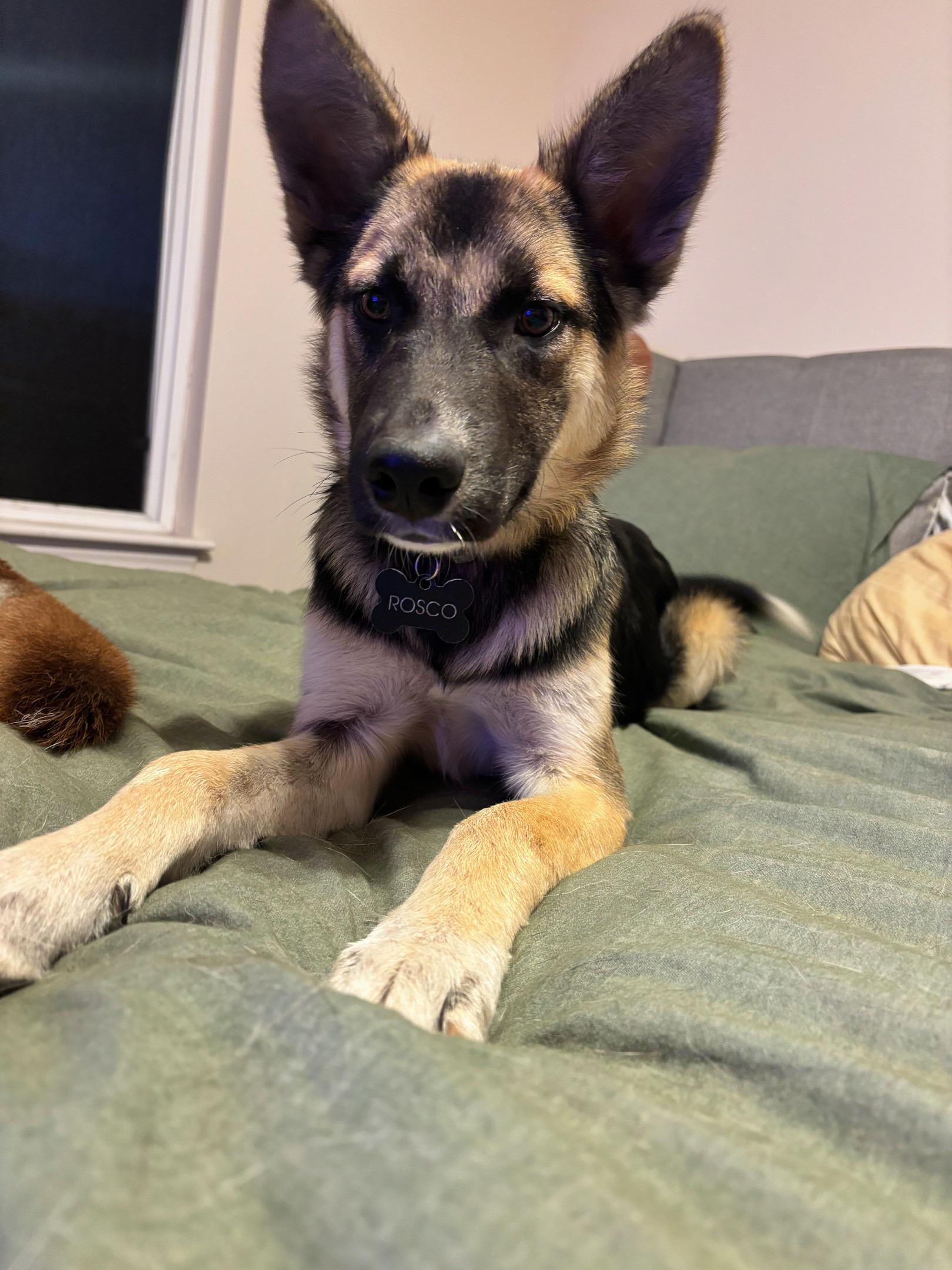 Roscoe