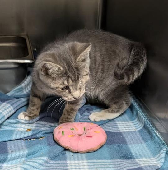 Squints (Neutered) Special Needs .. Left Eye Removed) (Photos June 16th 2026), an adopted mixed breed in Marietta, OH image 2/6