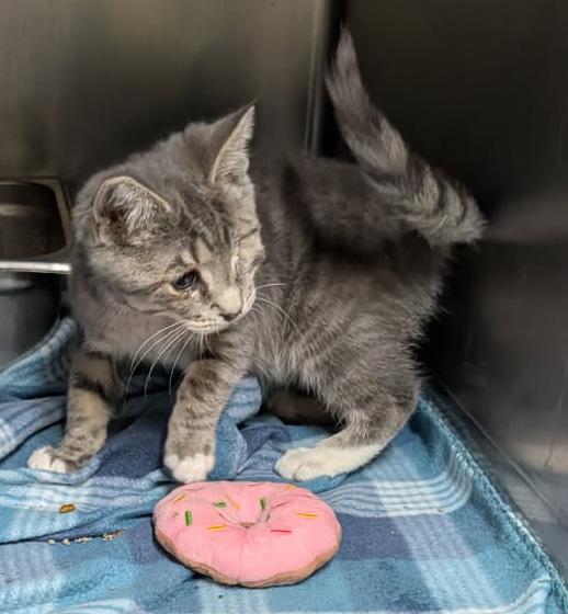 Squints (Neutered) Special Needs .. Left Eye Removed) (Photos June 16th 2026), adopted, Kitten Male Tabby & Domestic Short Hair.