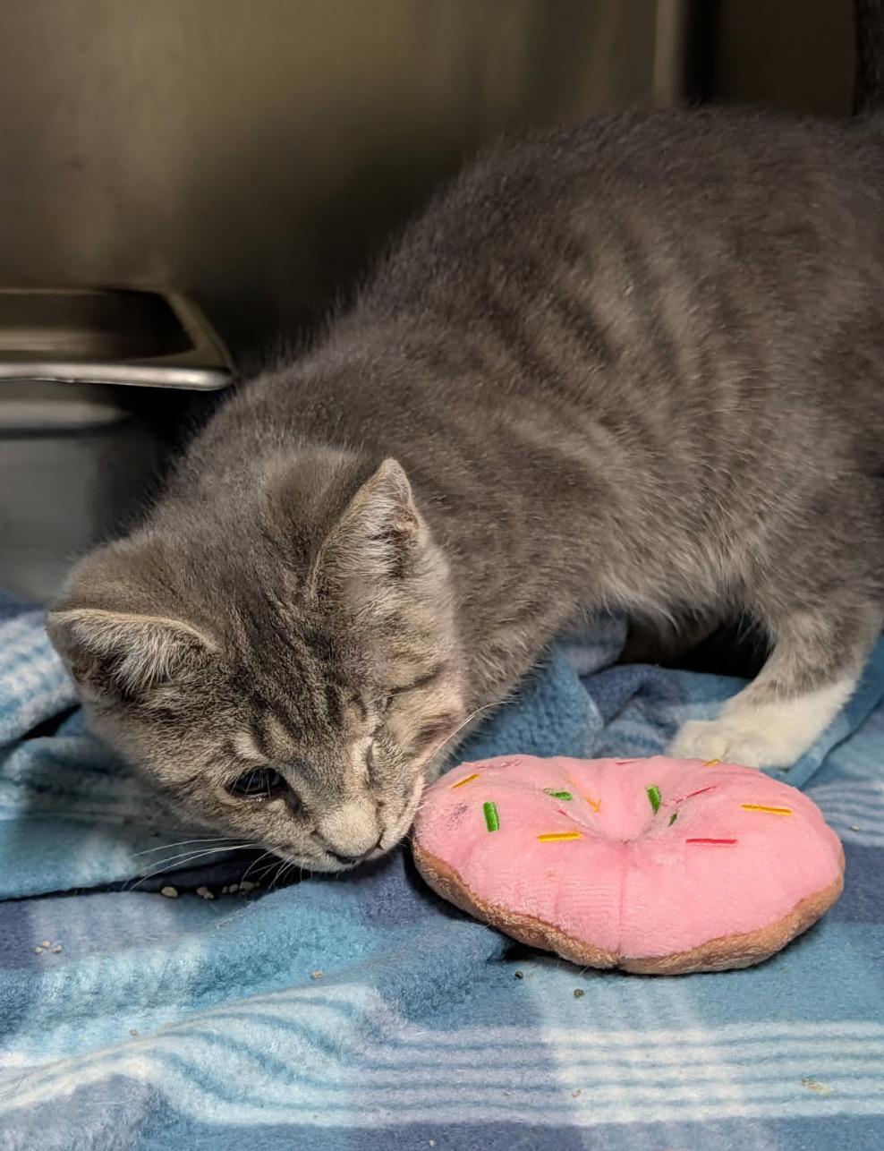 Squints (Neutered) Special Needs .. Left Eye Removed) (Photos June 16th 2026), an adopted mixed breed in Marietta, OH image 6/6