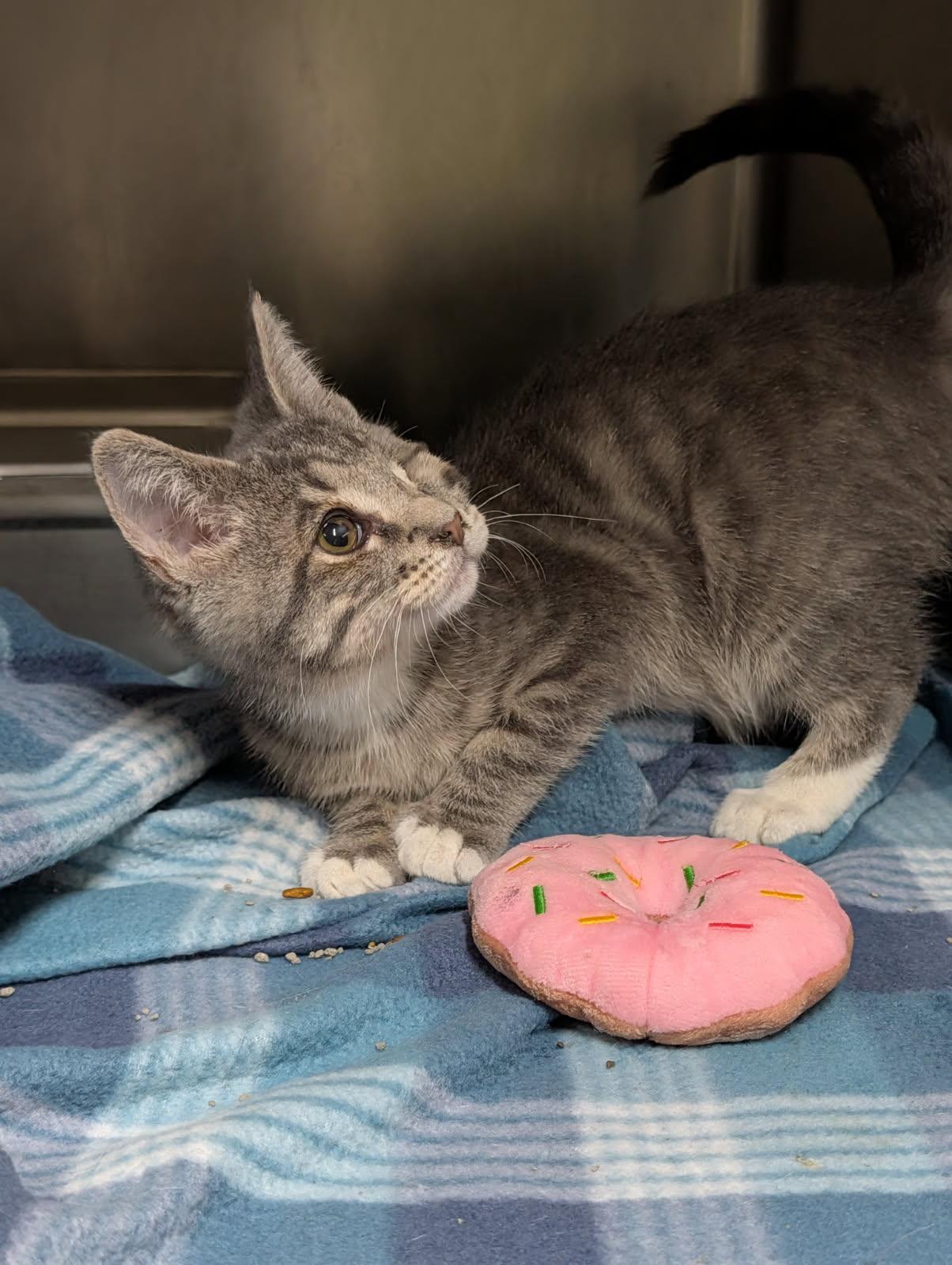 Squints (Neutered) Special Needs .. Left Eye Removed) (Photos June 16th 2026), an adopted mixed breed in Marietta, OH image 5/6