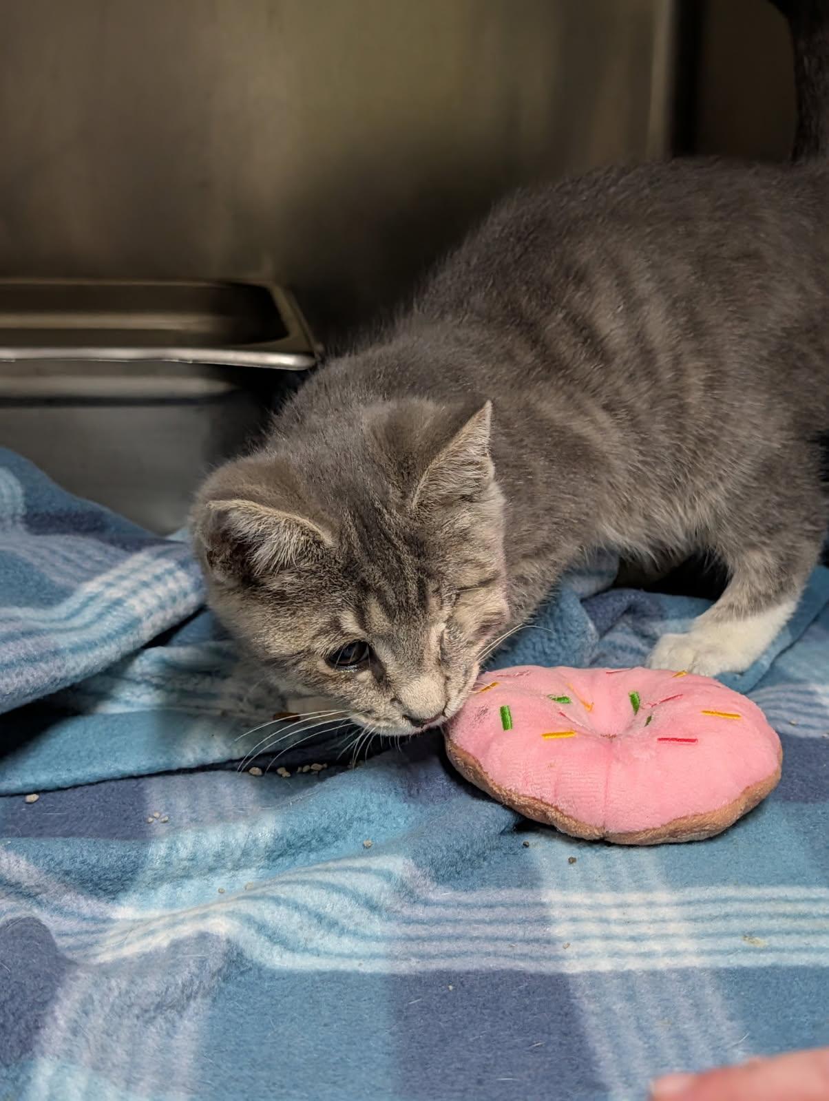 Squints (Neutered) Special Needs .. Left Eye Removed) (Photos June 16th 2026), an adopted mixed breed in Marietta, OH image 3/6