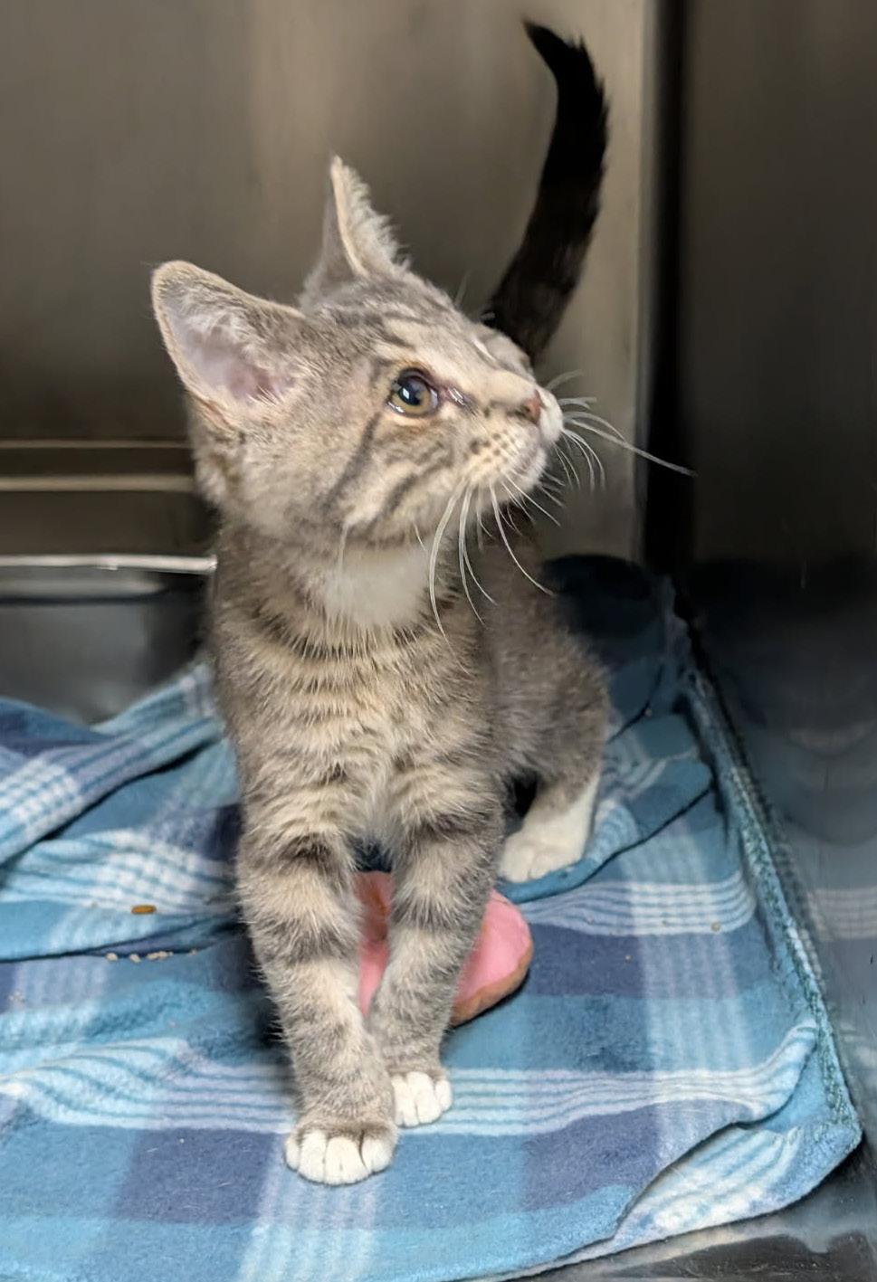 Squints (Neutered) Special Needs .. Left Eye Removed) (Photos June 16th 2026), an adopted mixed breed in Marietta, OH image 4/6