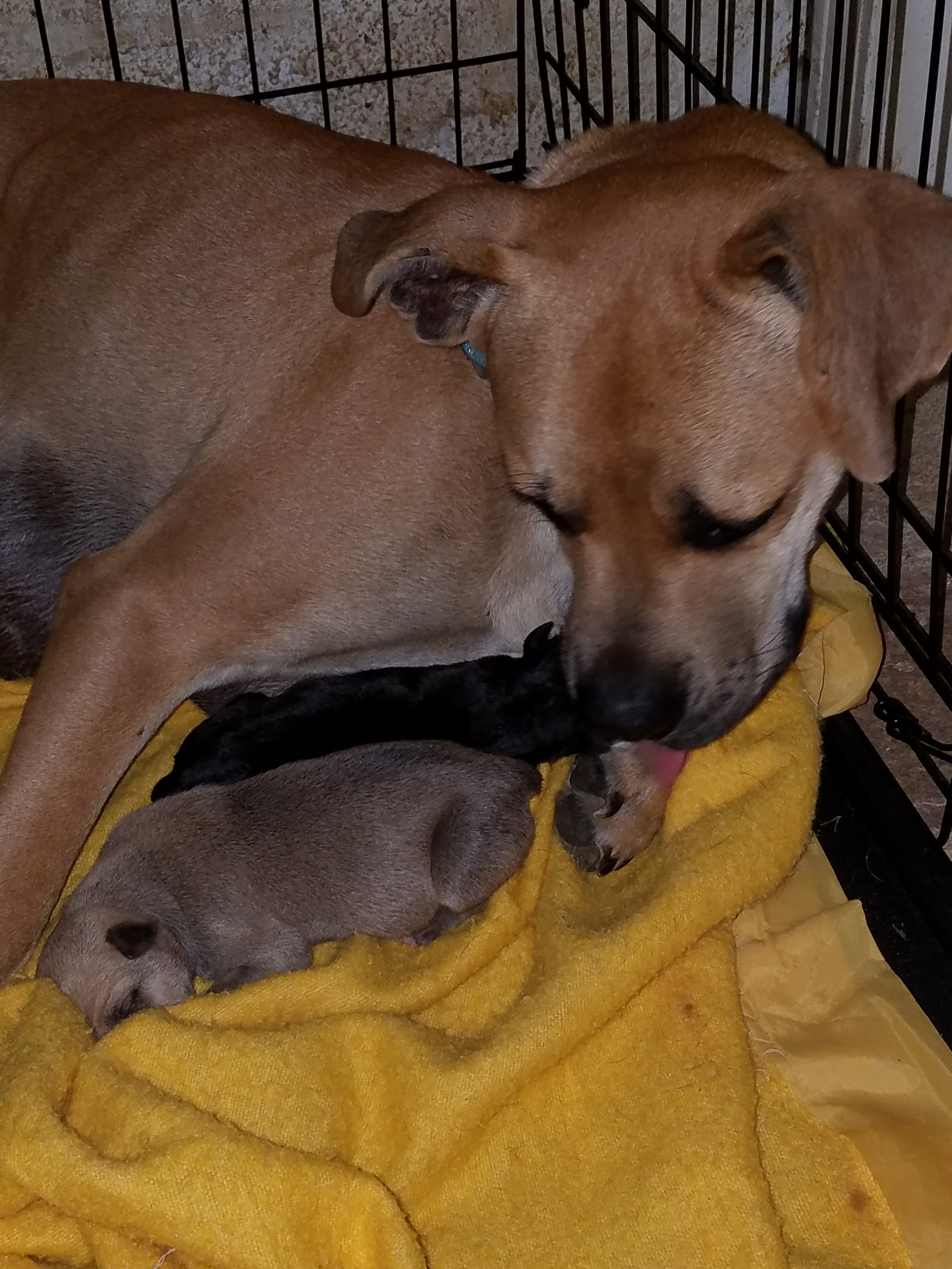 Daisy, a Adoptable mixed breed in Jasonville, IN image 1/4