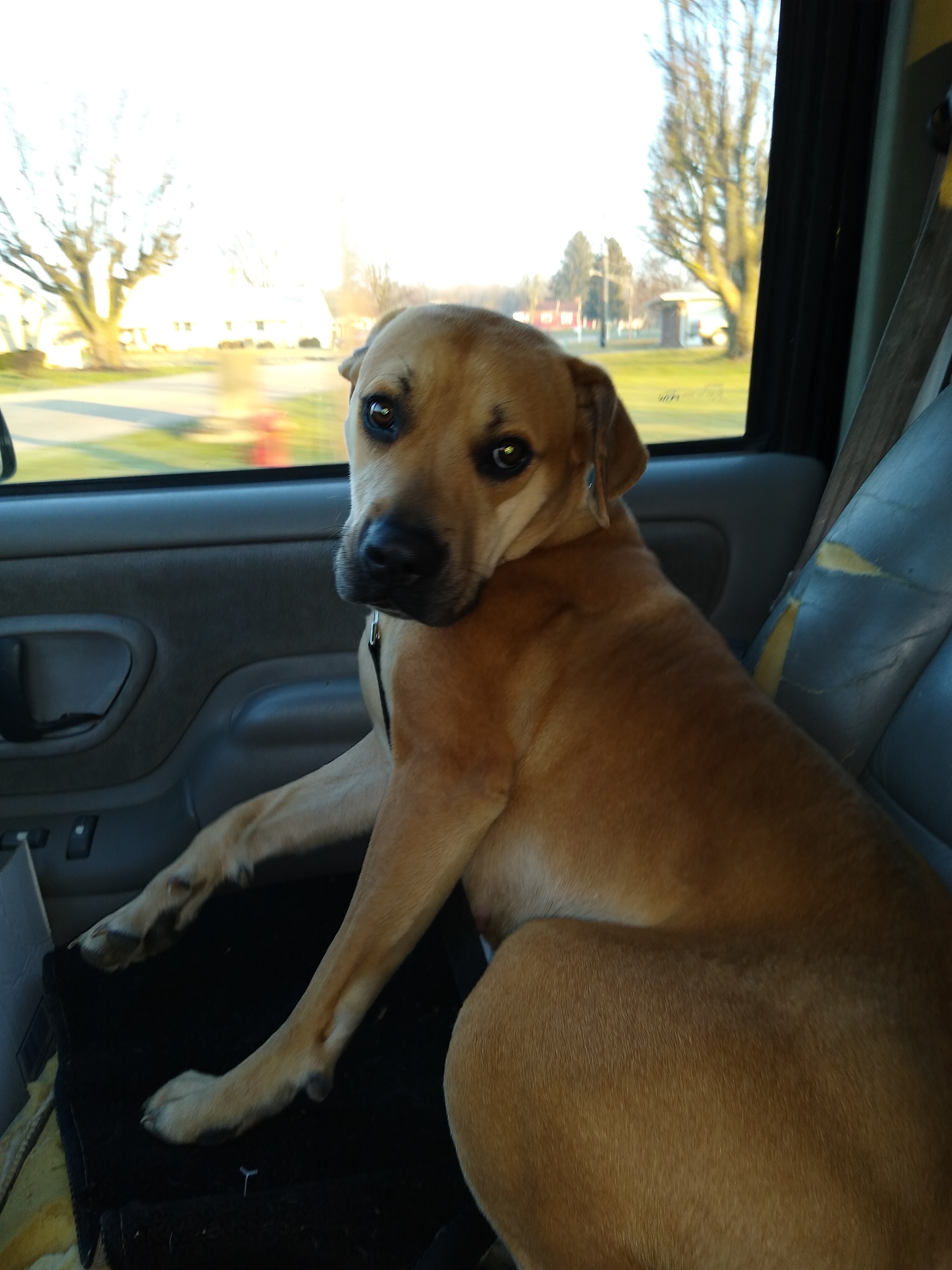 Daisy, a Adoptable mixed breed in Jasonville, IN image 2/4