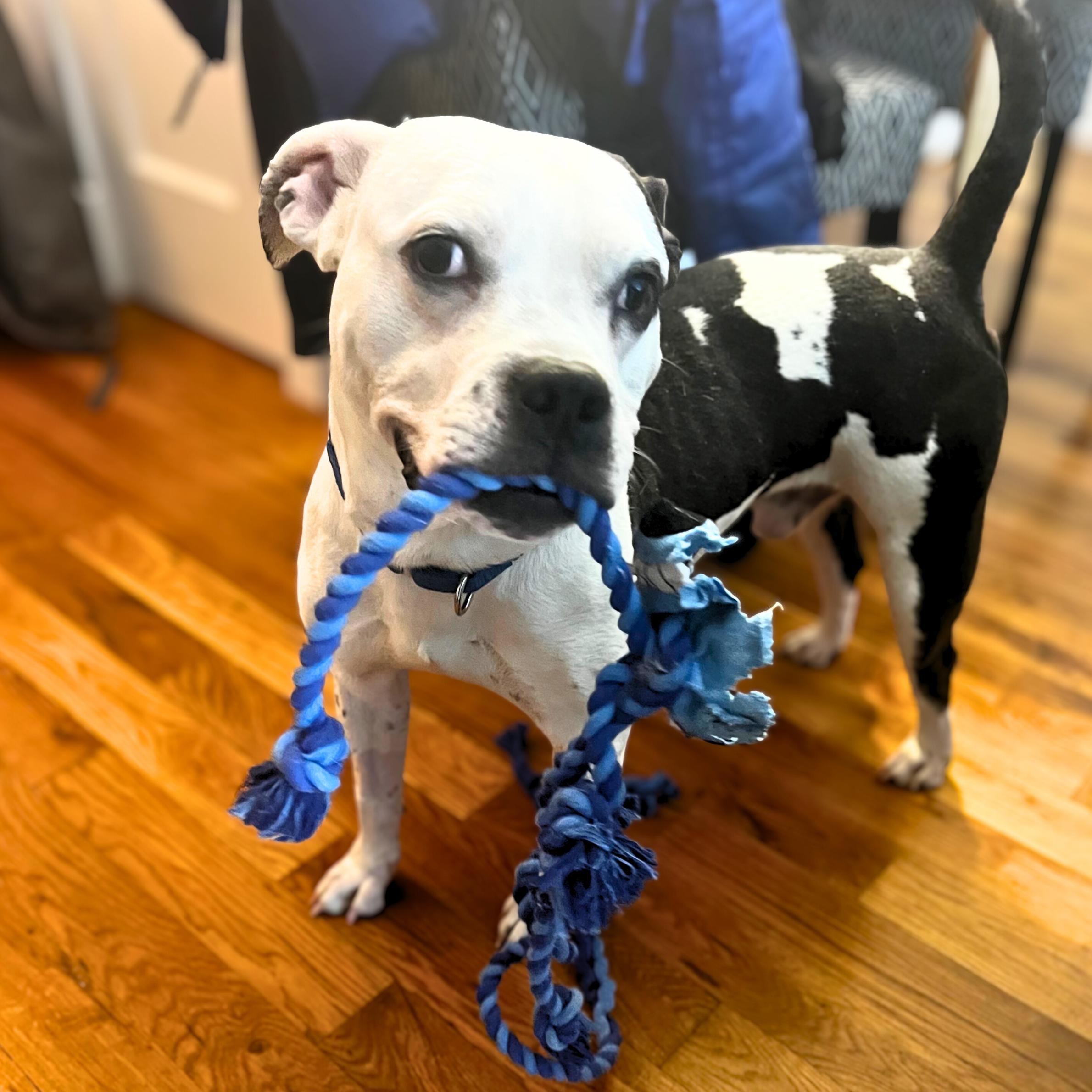 Witness, a ADOPTABLE mixed breed in New York, NY image 2/6