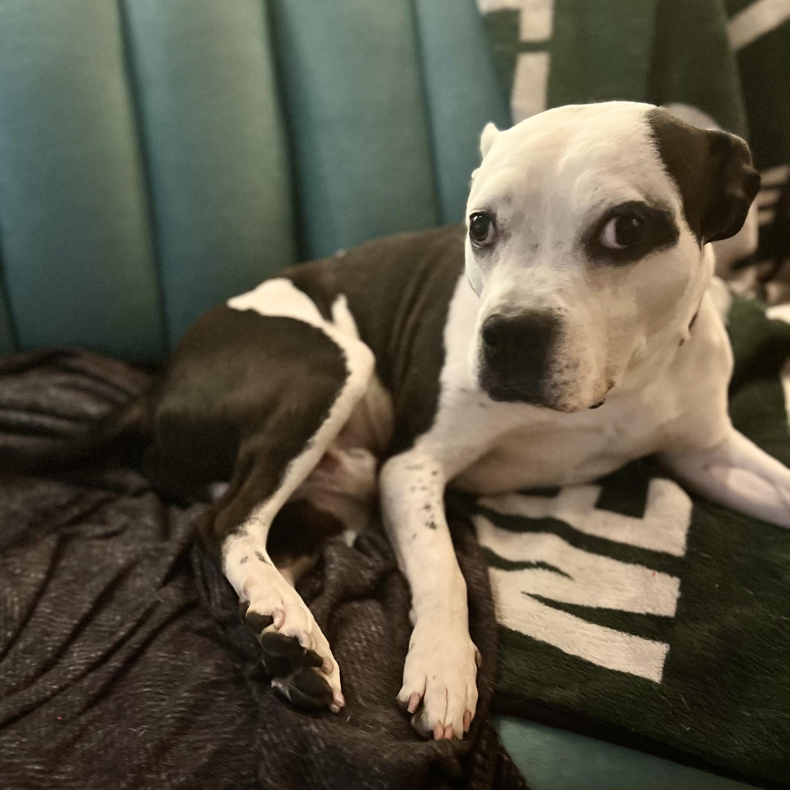 Witness, an adoptable mixed breed in New York, NY image 5/6