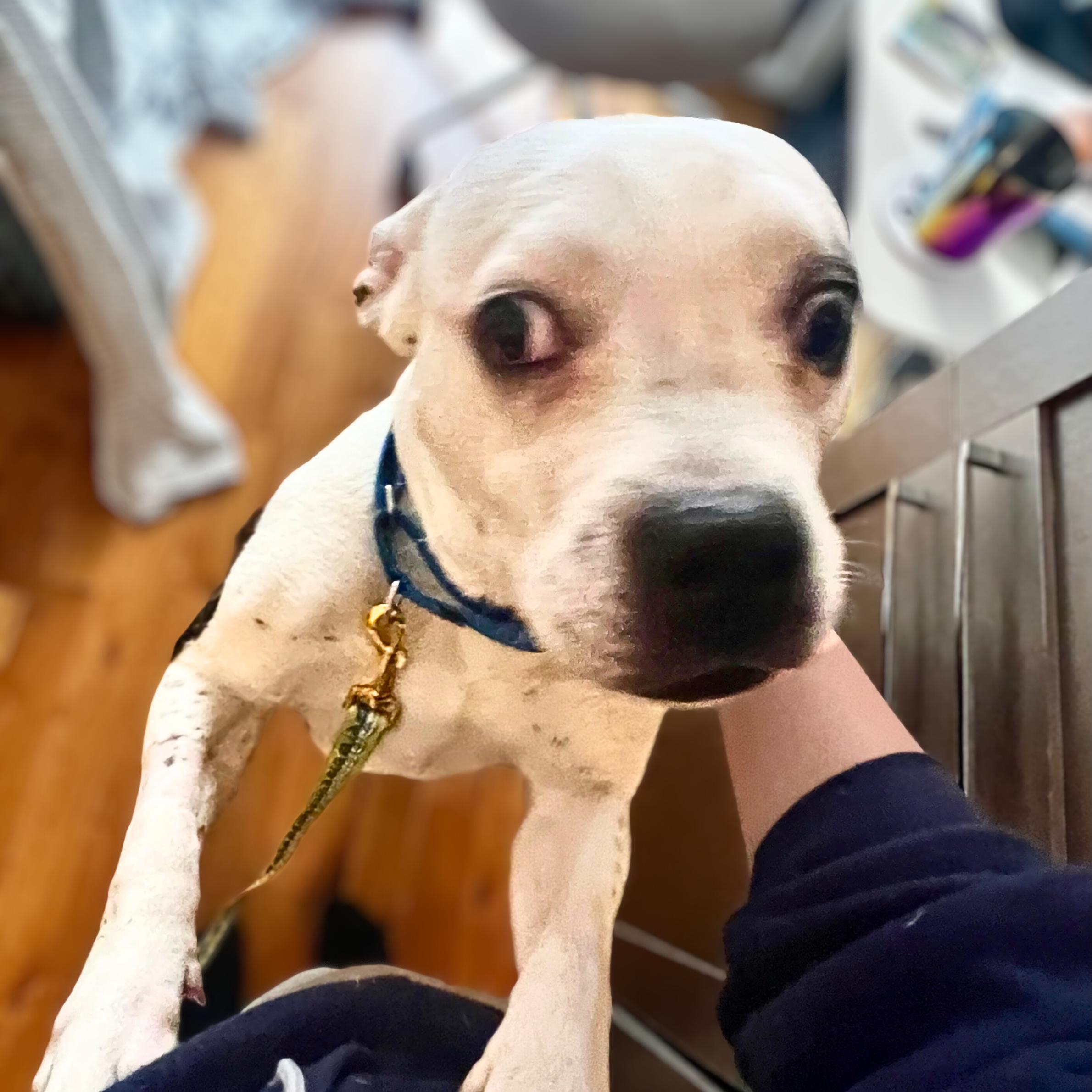 Witness, a ADOPTABLE mixed breed in New York, NY image 1/6