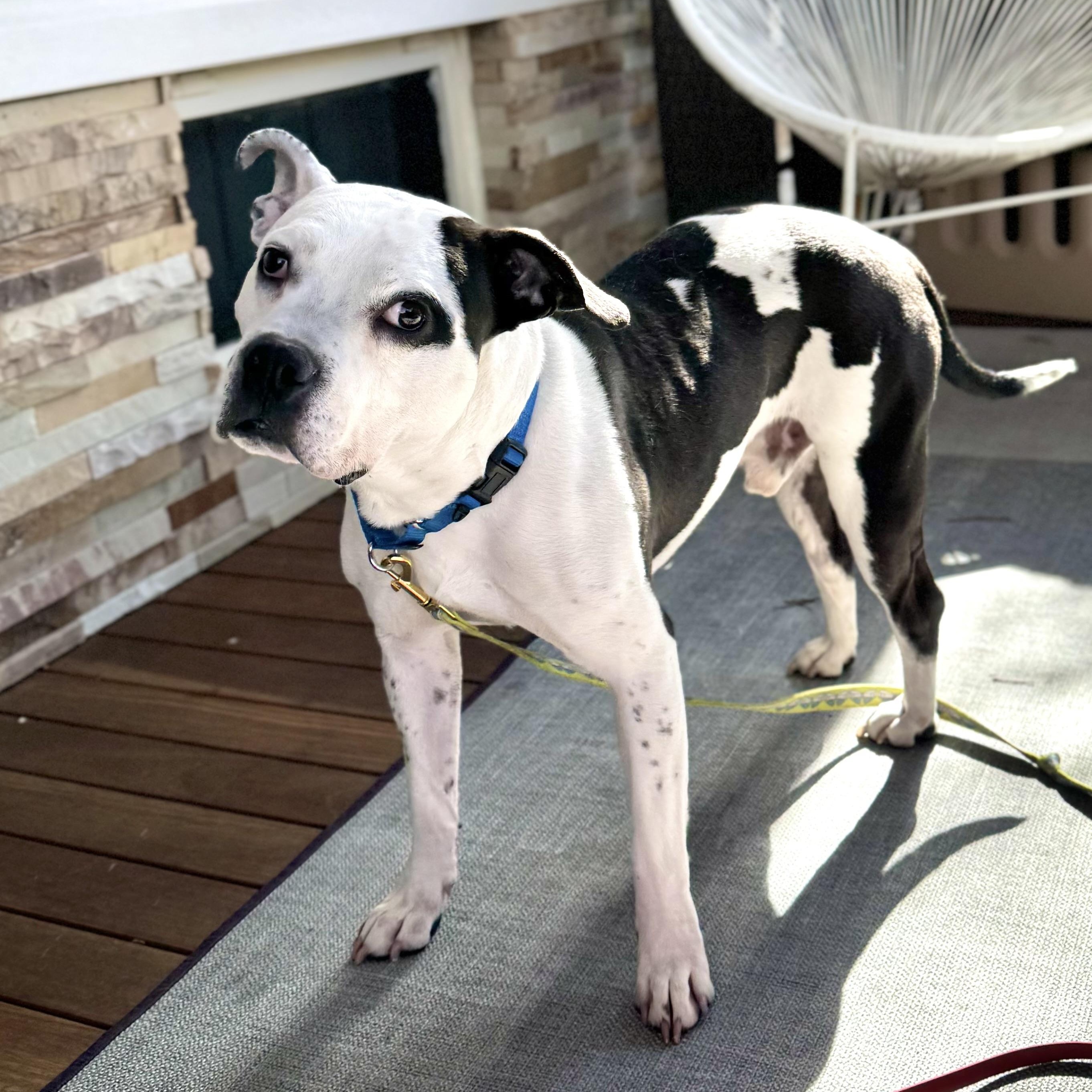 Witness, adoptable, Young Male Pit Bull Terrier.