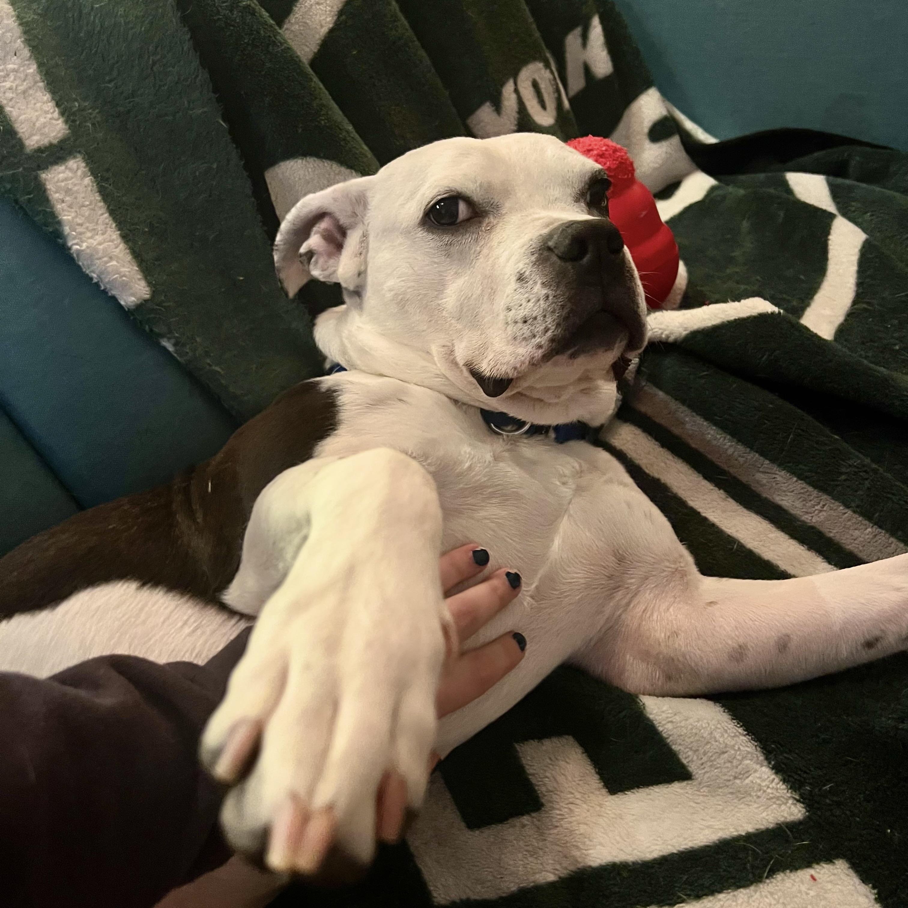 Witness, an adoptable mixed breed in New York, NY image 3/6