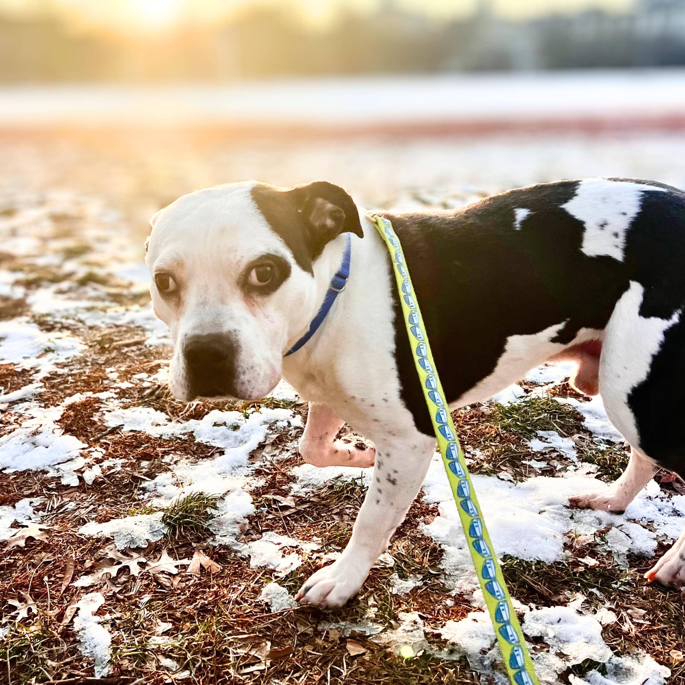 Witness, a ADOPTABLE mixed breed in New York, NY image 4/6