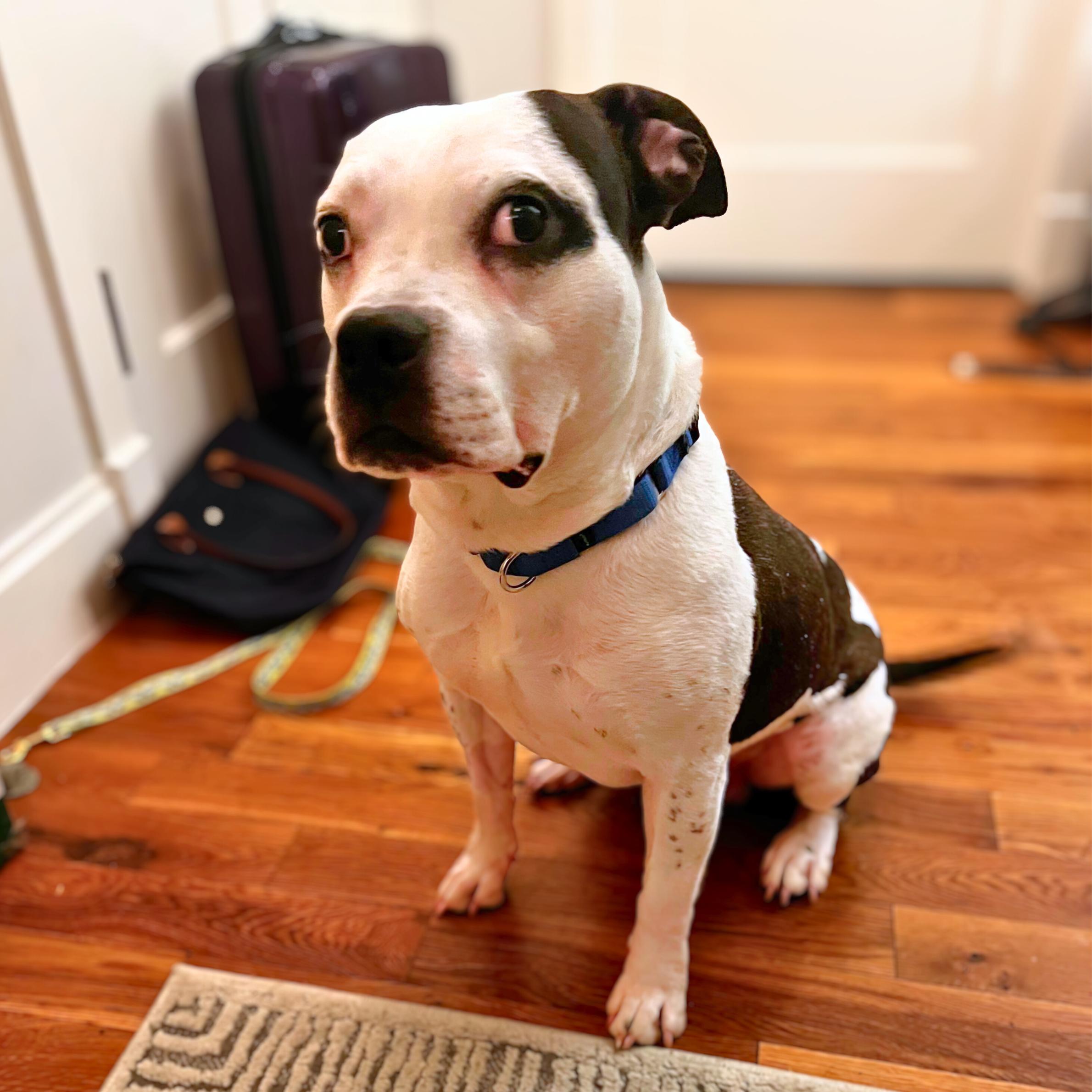 Witness, adoptable, Young Male Pit Bull Terrier.